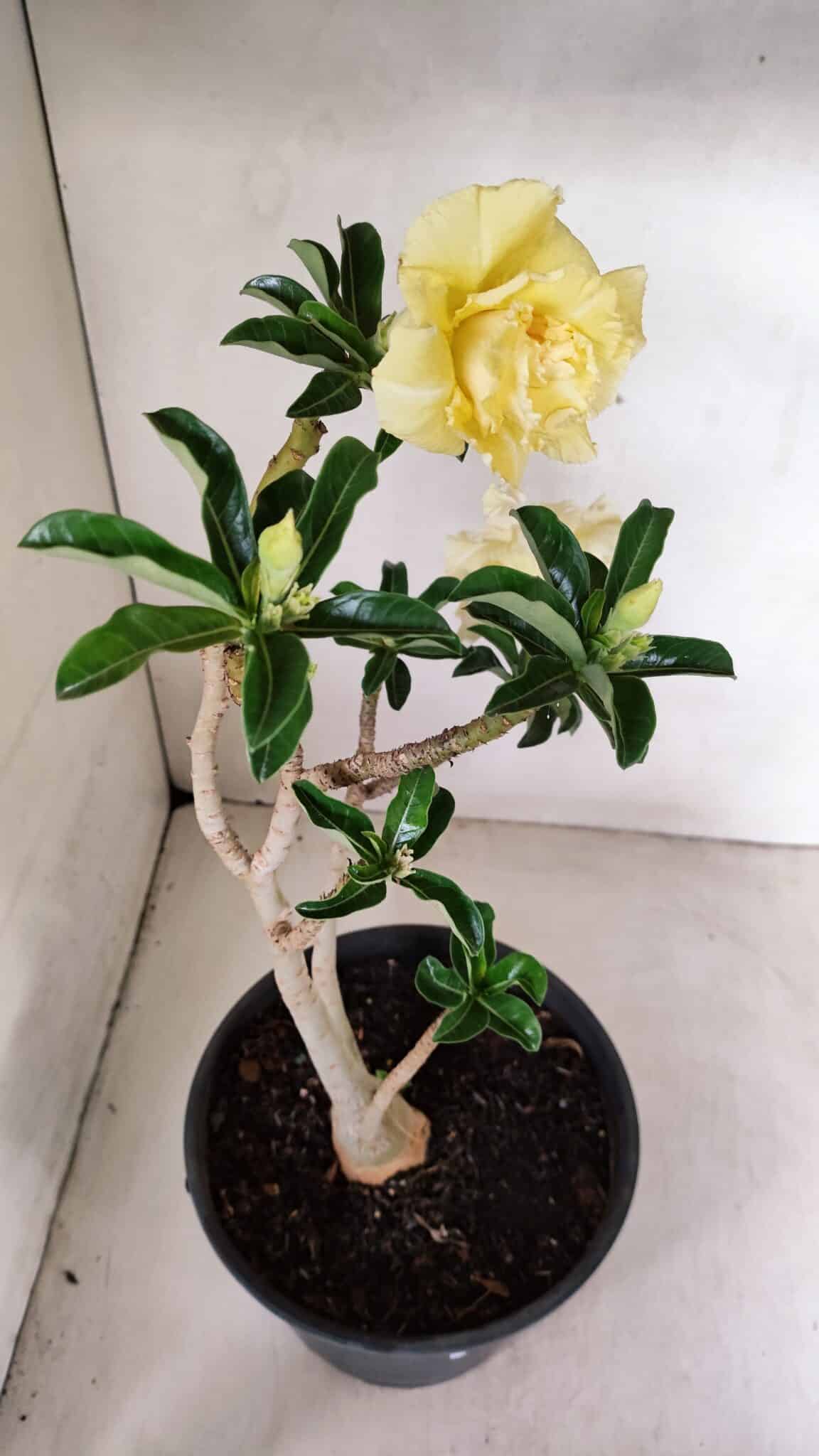 Planta Dobrada 3585 – 45cm – 03 anos - foto 5
