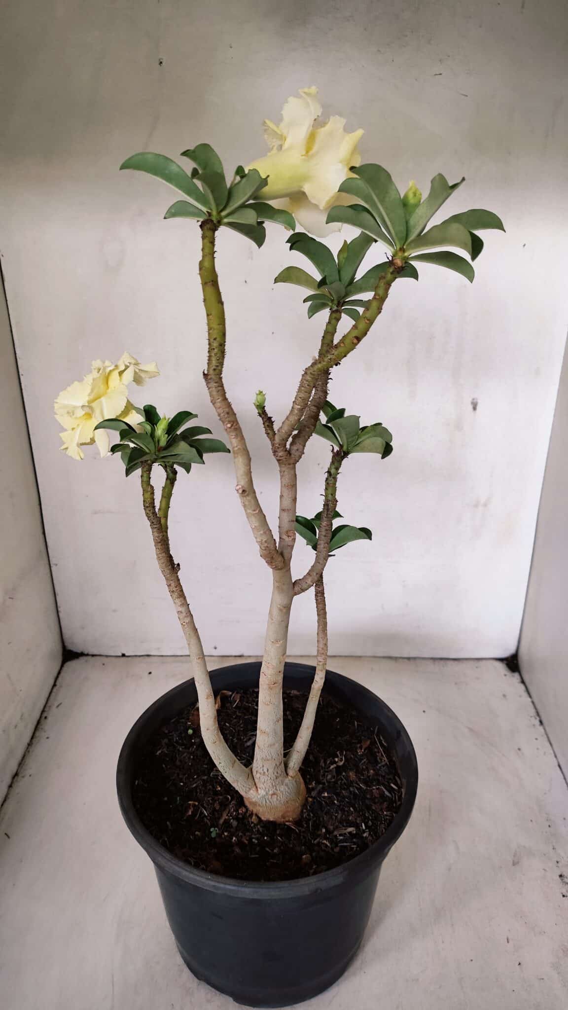 Planta Dobrada 3585 – 45cm – 03 anos - foto 6
