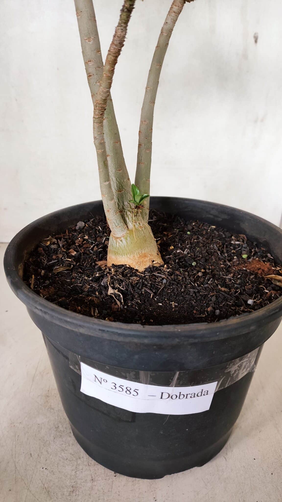 Planta Dobrada 3585 – 45cm – 03 anos - foto 7