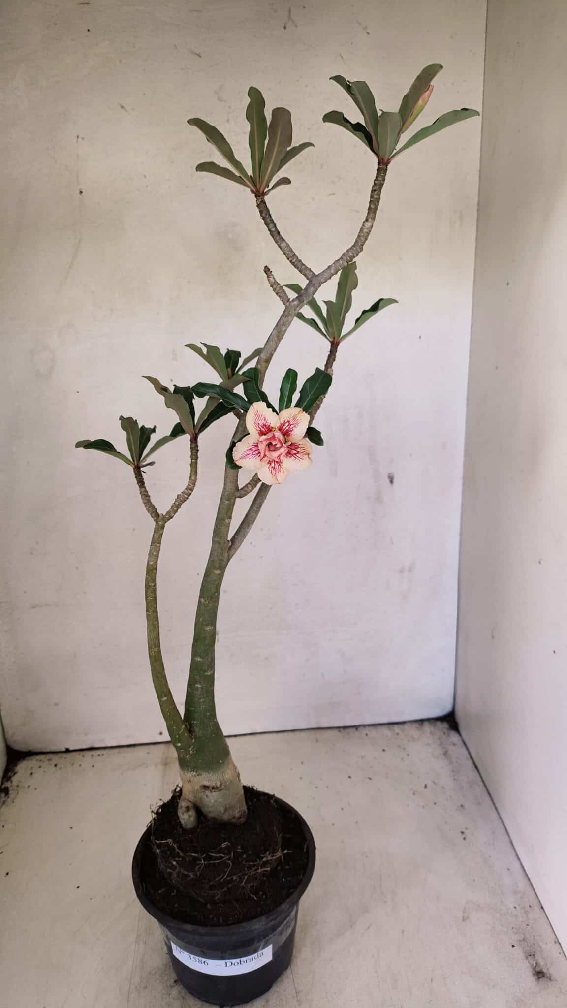 Planta Dobrada 3586 – 40cm – 03 anos - foto 2