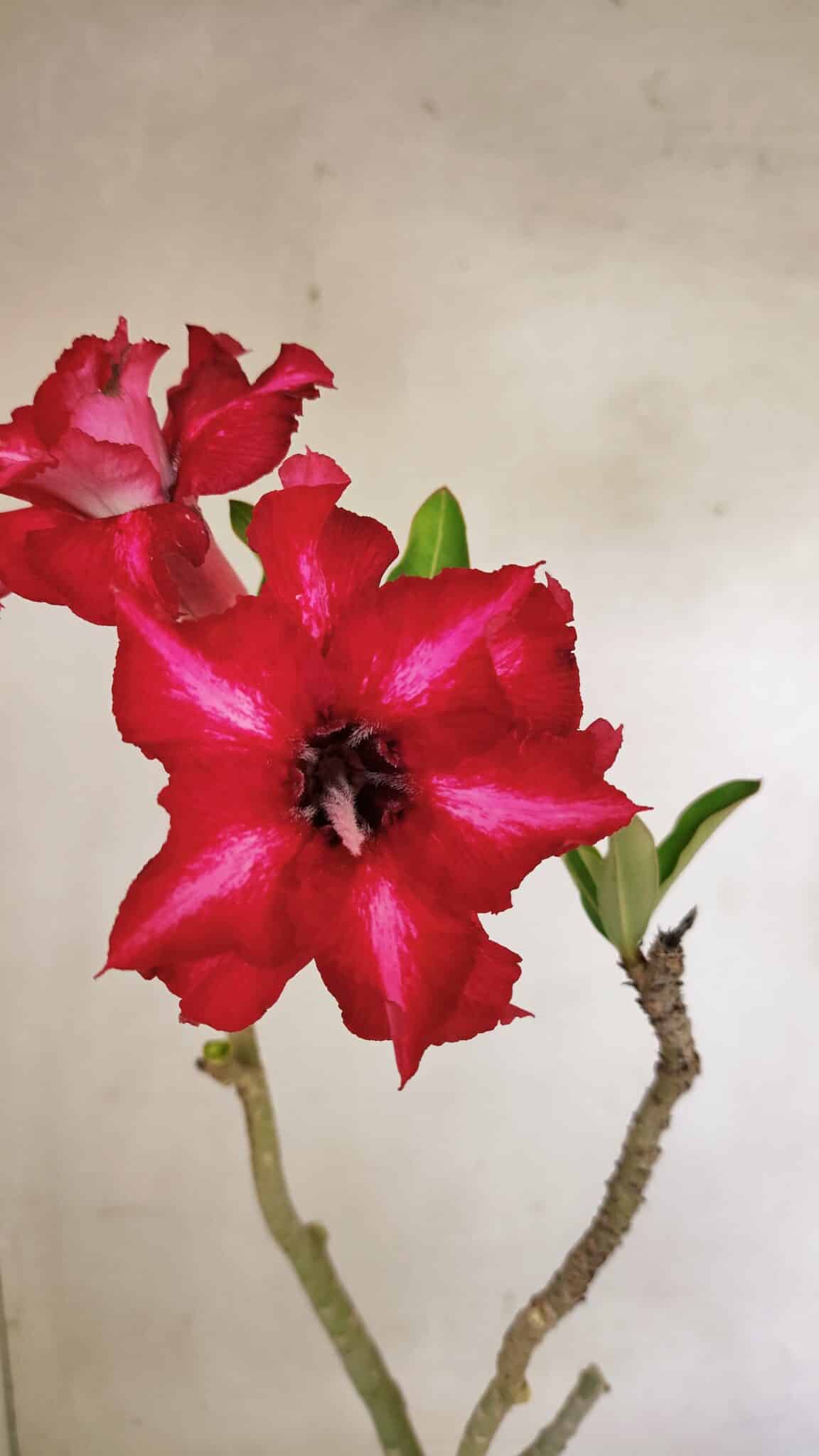 Planta Dobrada 3586 – 35cm – 03 anos - foto 3