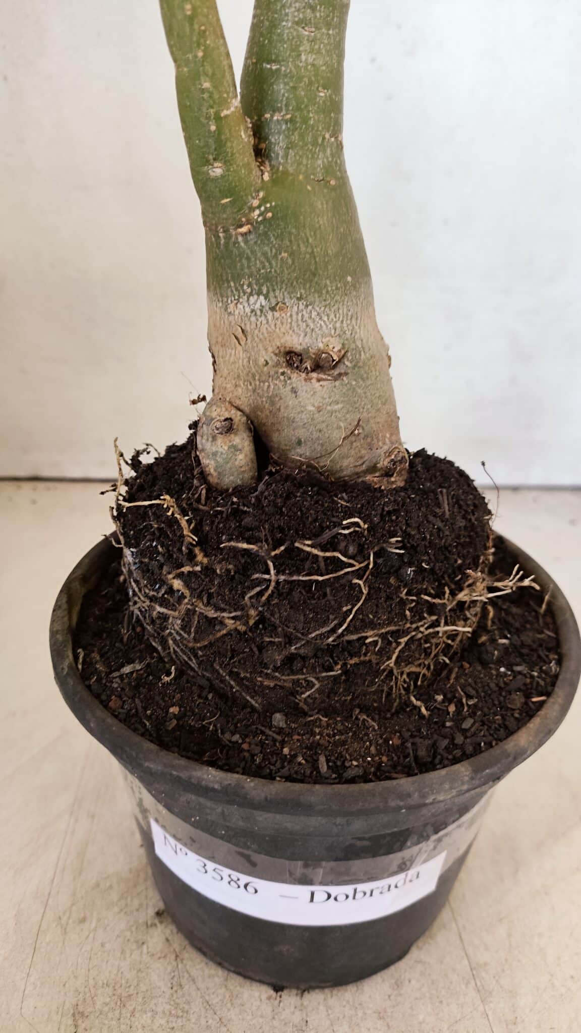 Planta Dobrada 3586 – 40cm – 03 anos - foto 7