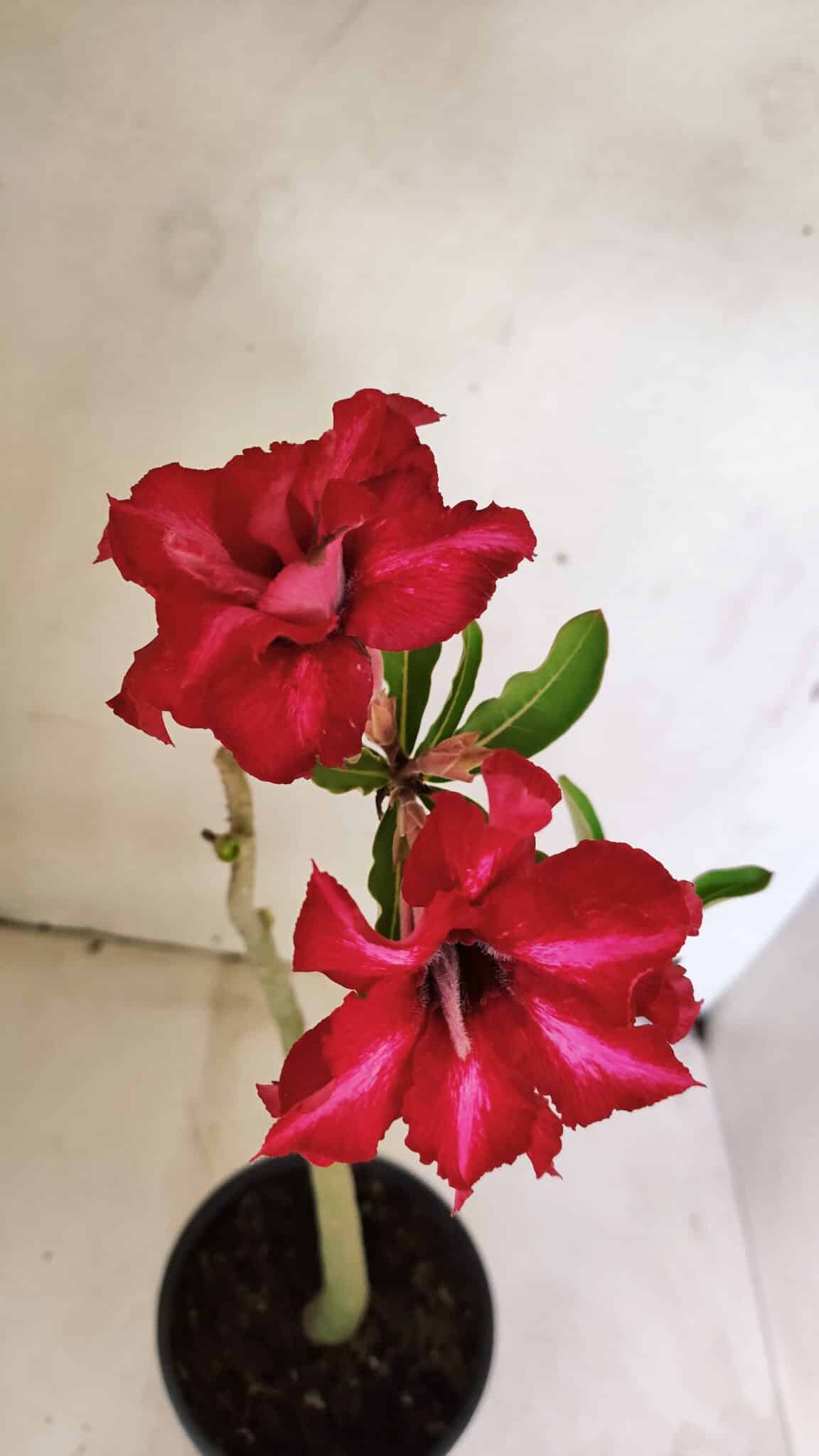 Planta Dobrada 3586 – 35cm – 03 anos - foto 4