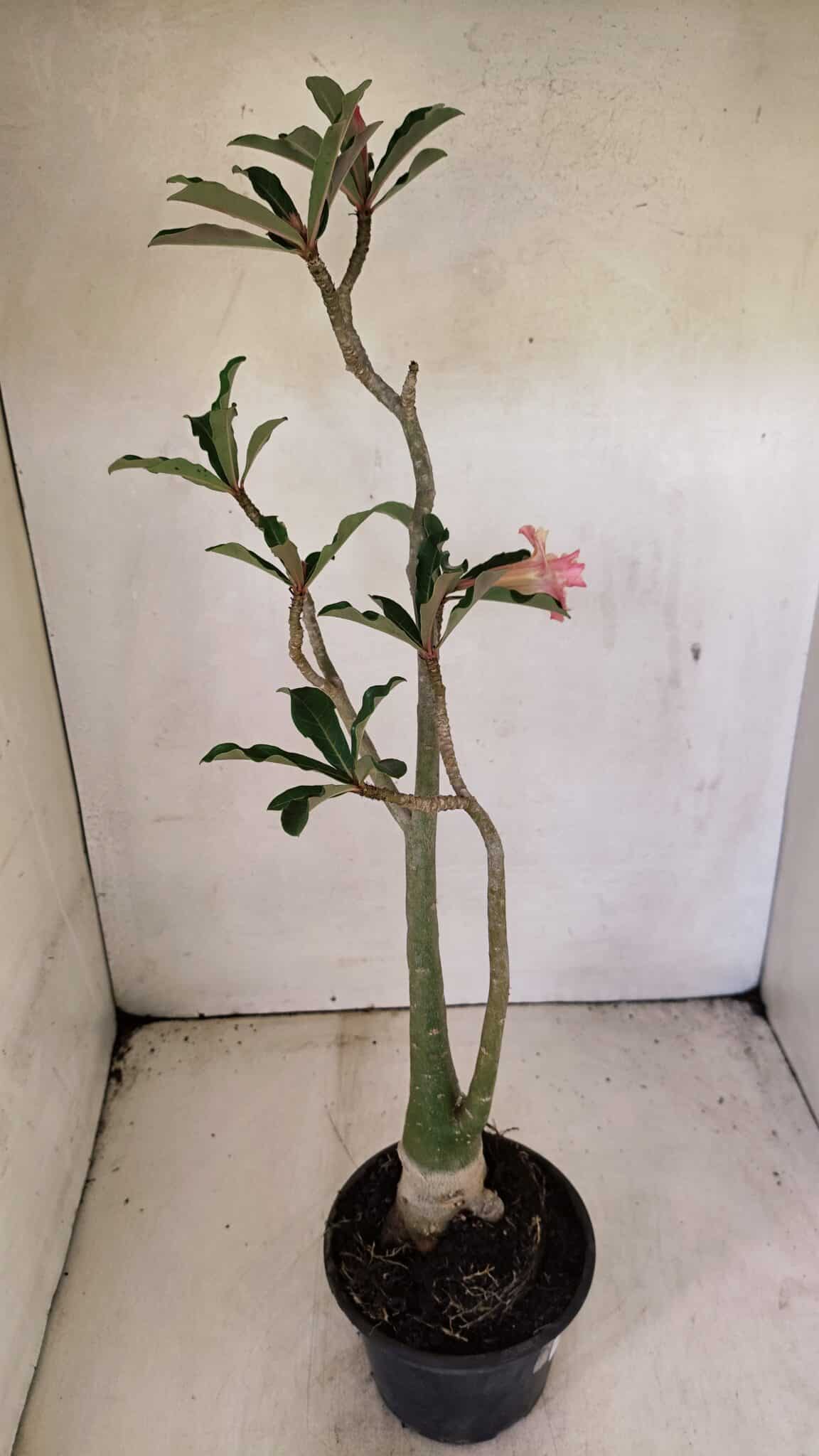Planta Dobrada 3586 – 40cm – 03 anos - foto 6
