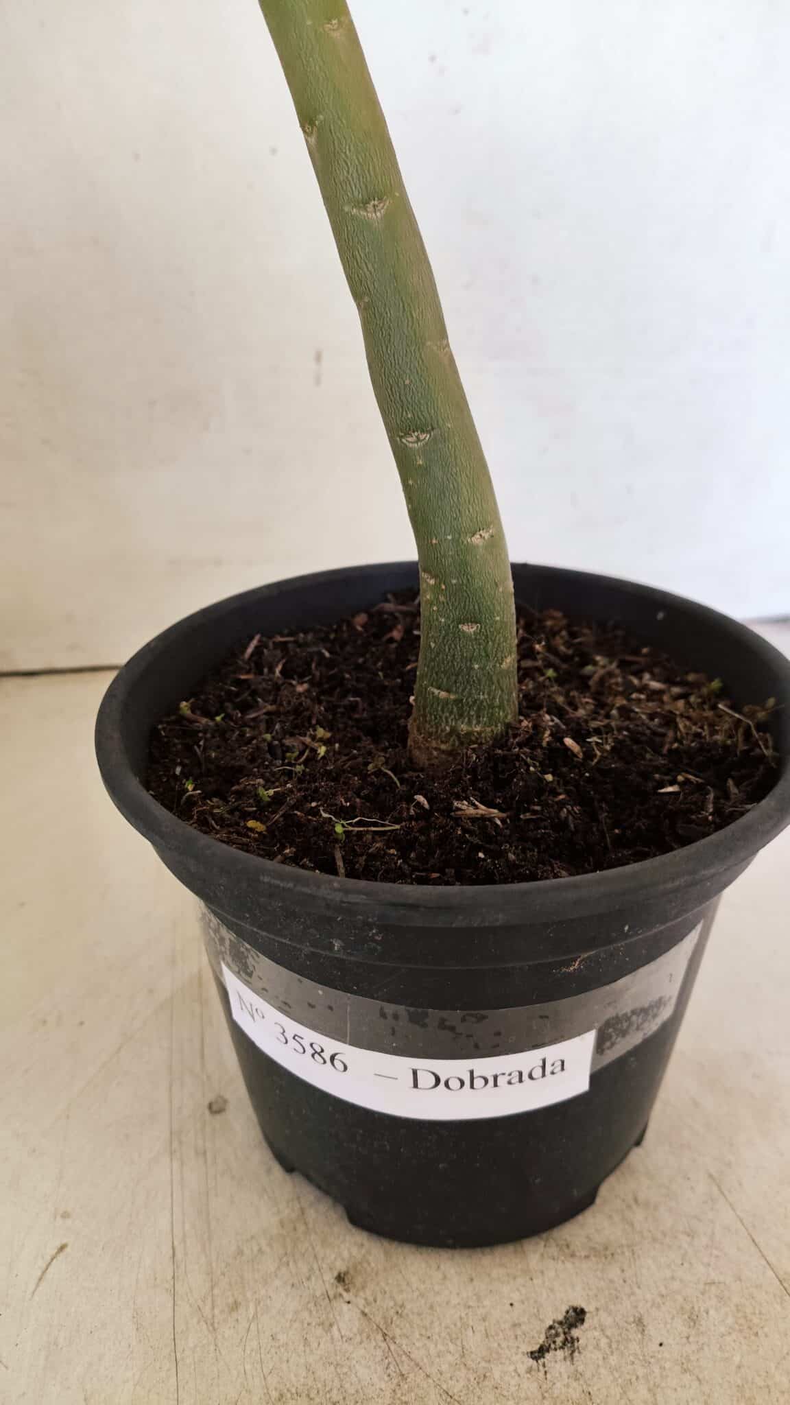 Planta Dobrada 3586 – 35cm – 03 anos - foto 5