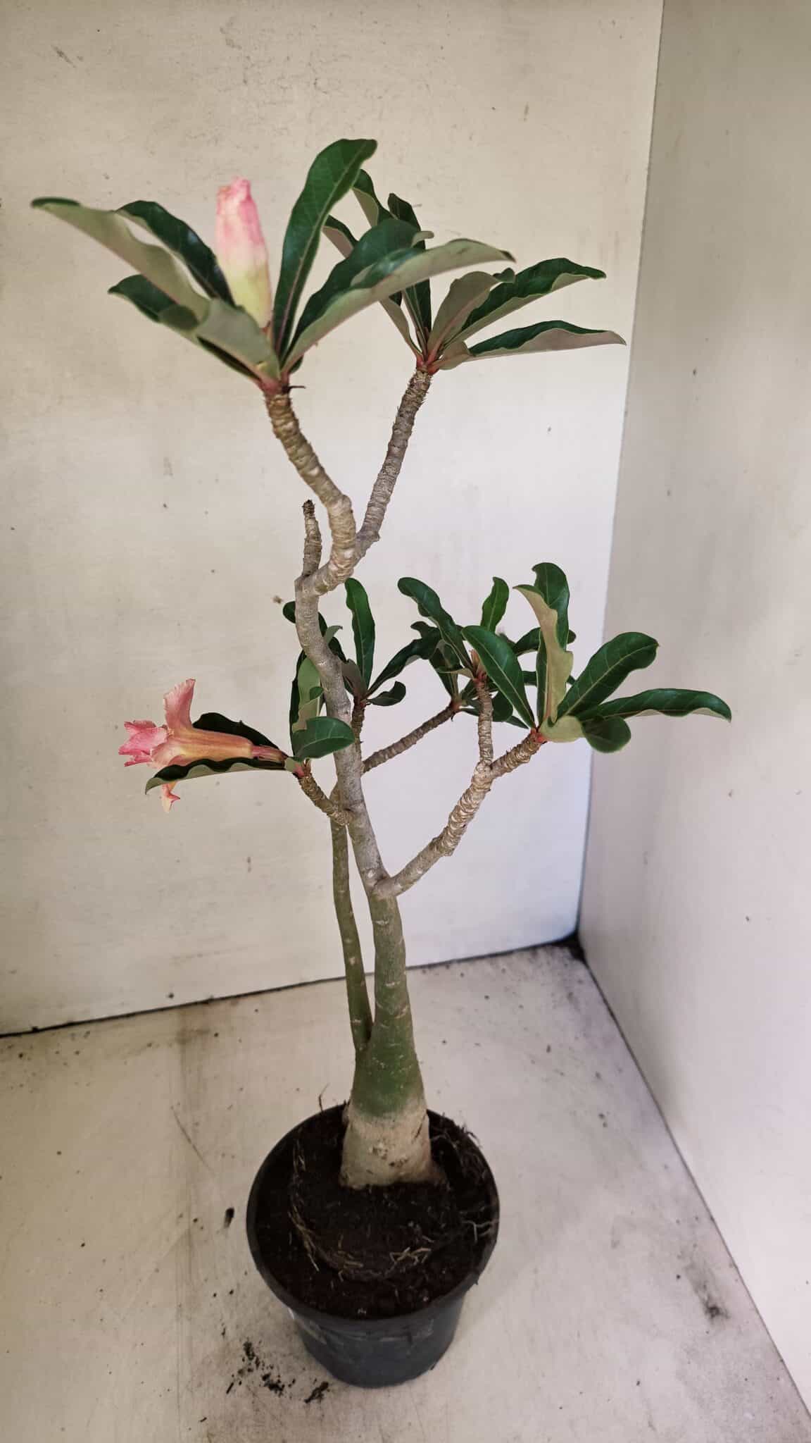Planta Dobrada 3586 – 40cm – 03 anos - foto 5
