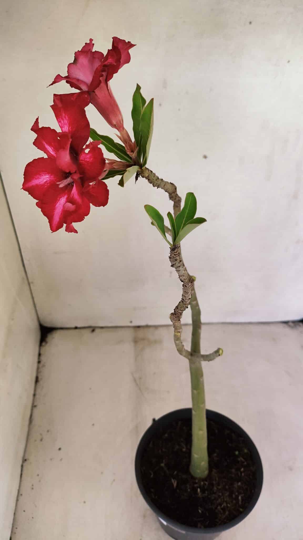 Planta Dobrada 3586 – 35cm – 03 anos - foto 2