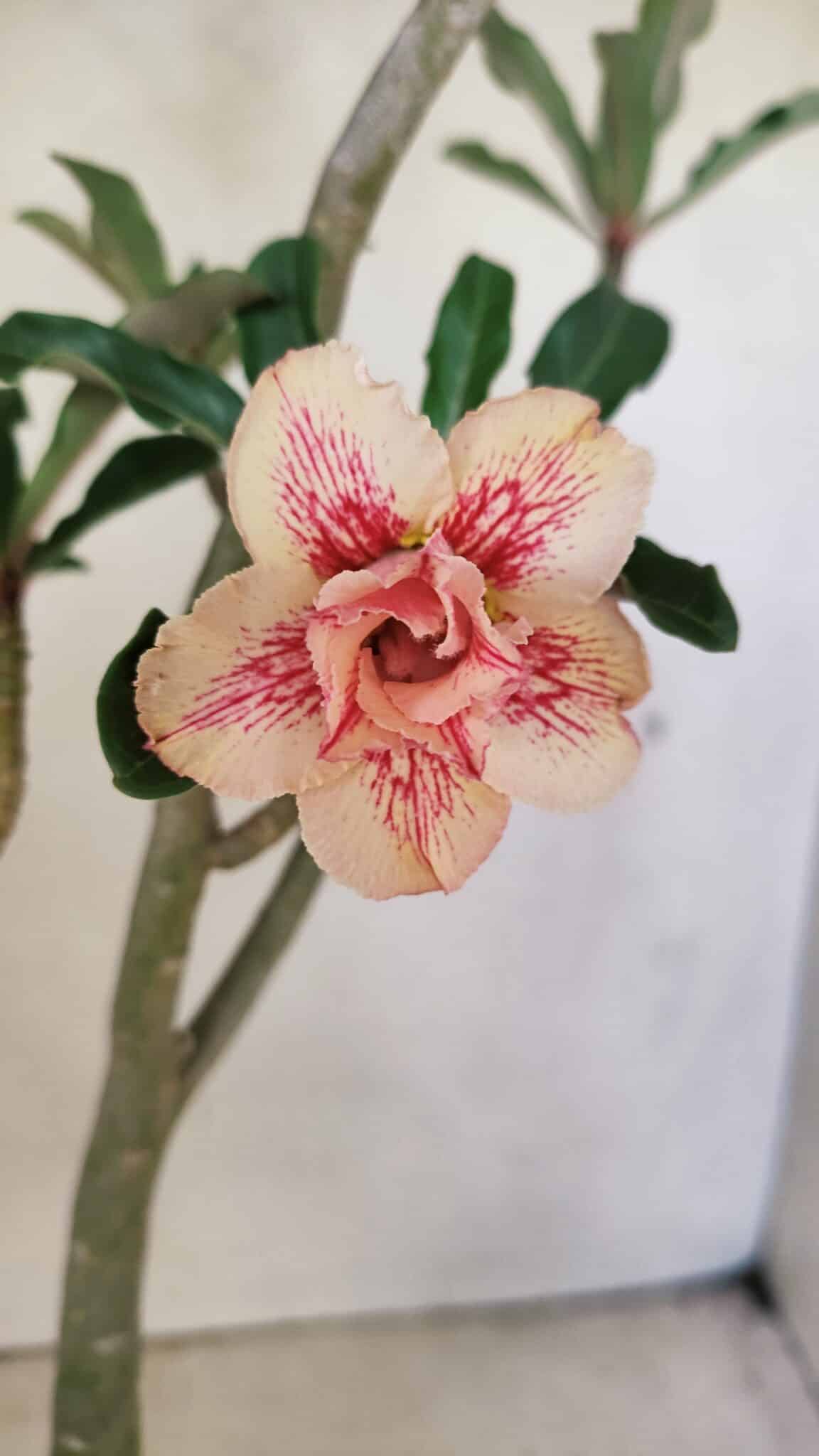 Planta Dobrada 3586 – 40cm – 03 anos - foto 3
