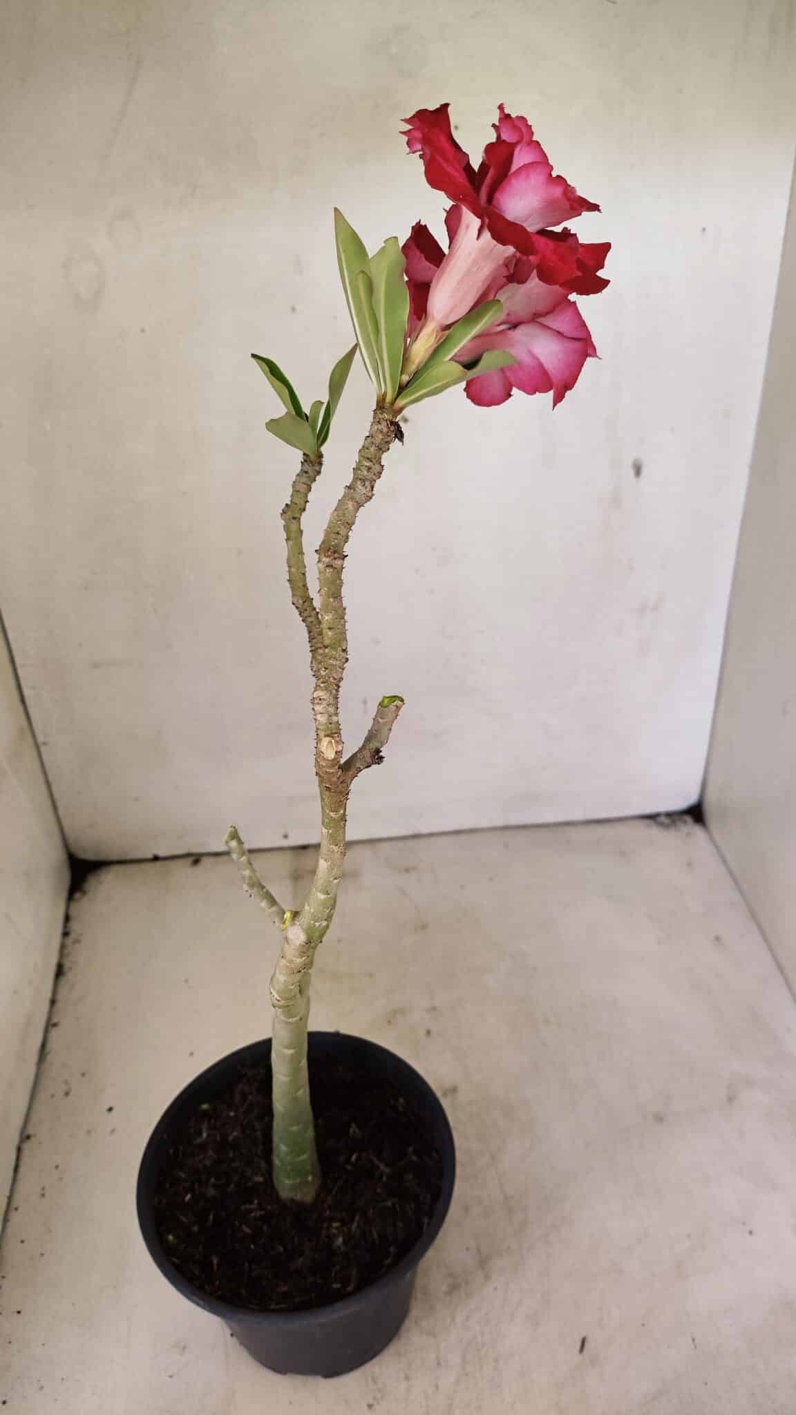 Planta Dobrada 3586 – 35cm – 03 anos - foto 6