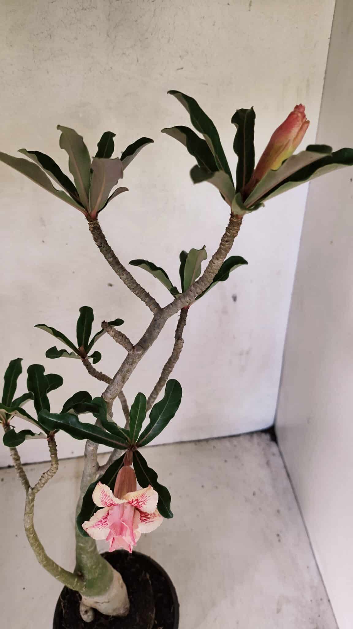 Planta Dobrada 3586 – 40cm – 03 anos - foto 4