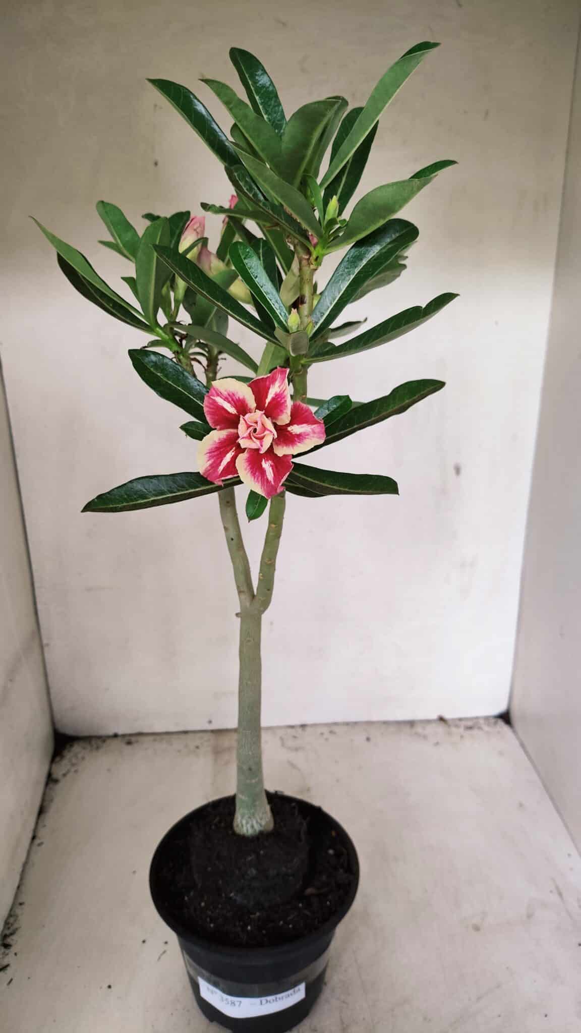 Planta Dobrada 3587 – 35cm – 03 anos - foto 2