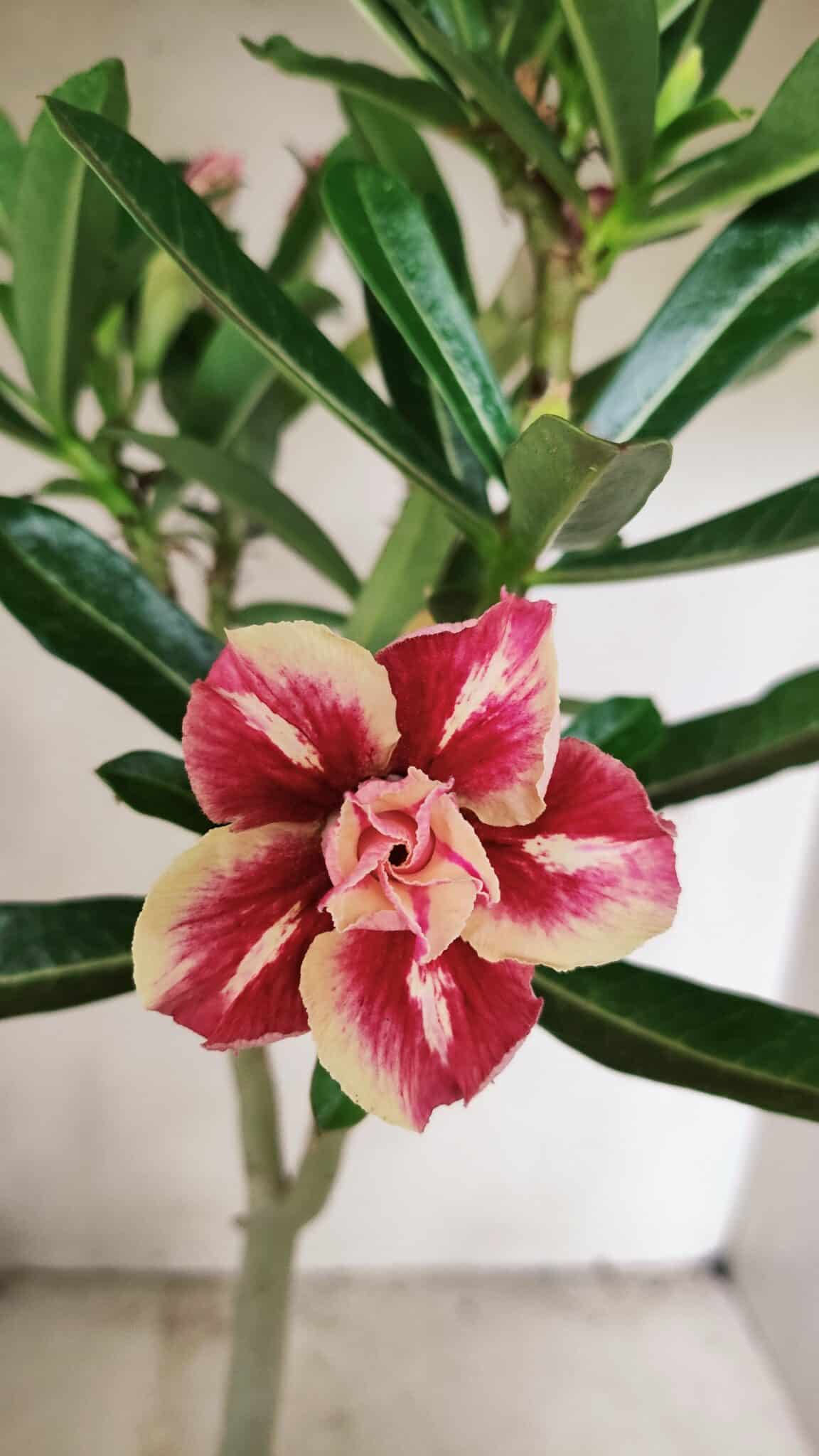 Planta Dobrada 3587 – 35cm – 03 anos - foto 3