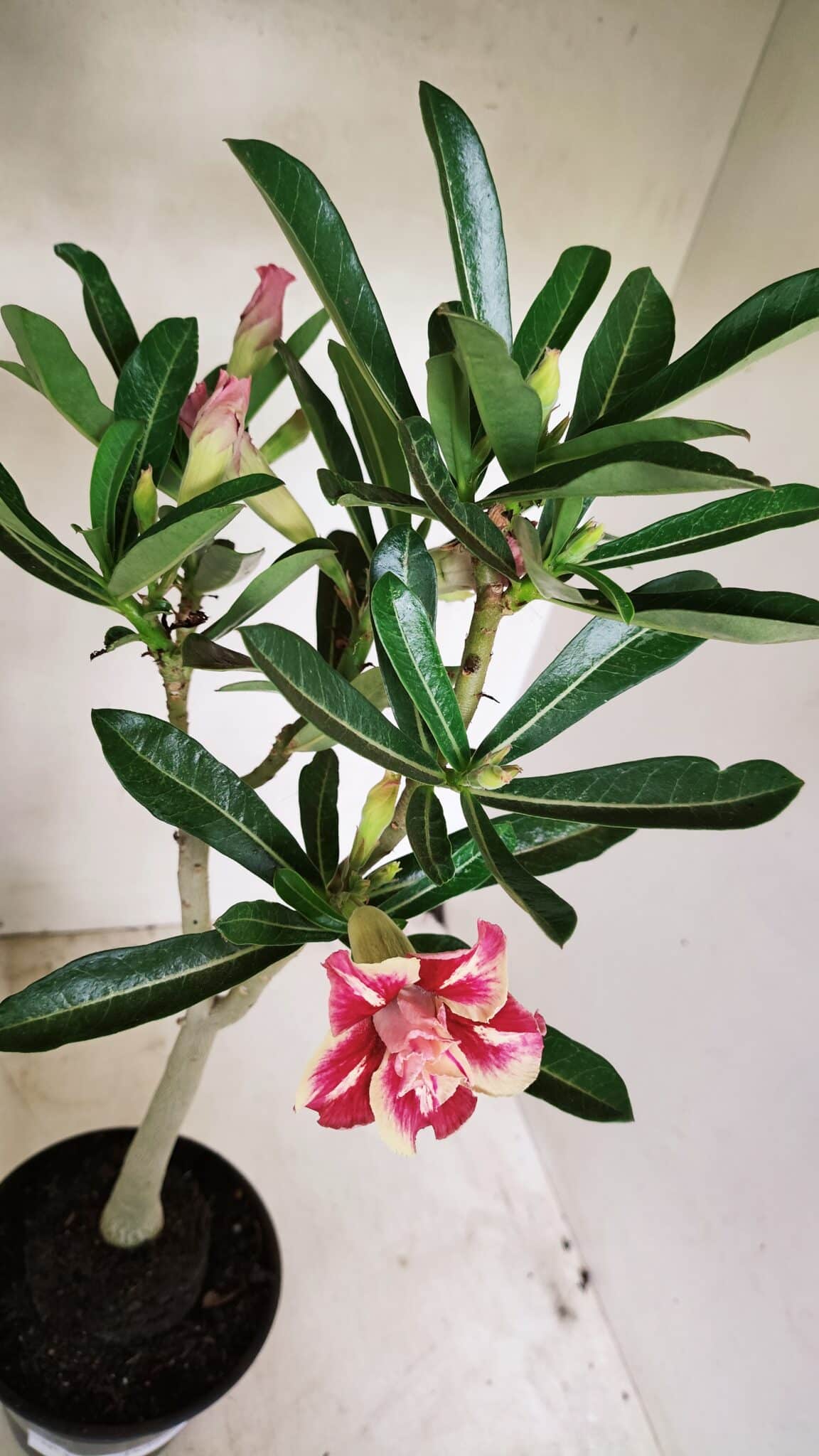 Planta Dobrada 3587 – 35cm – 03 anos - foto 6