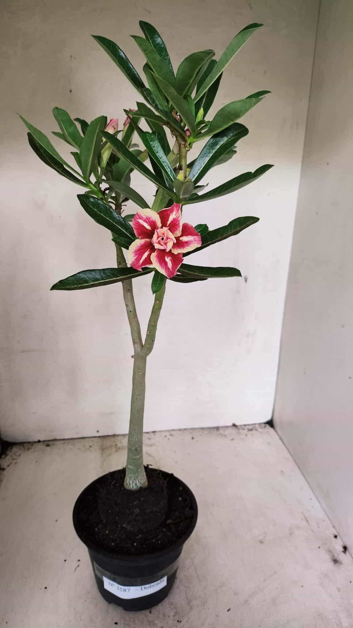 Planta Dobrada 3587 – 35cm – 03 anos - foto 4