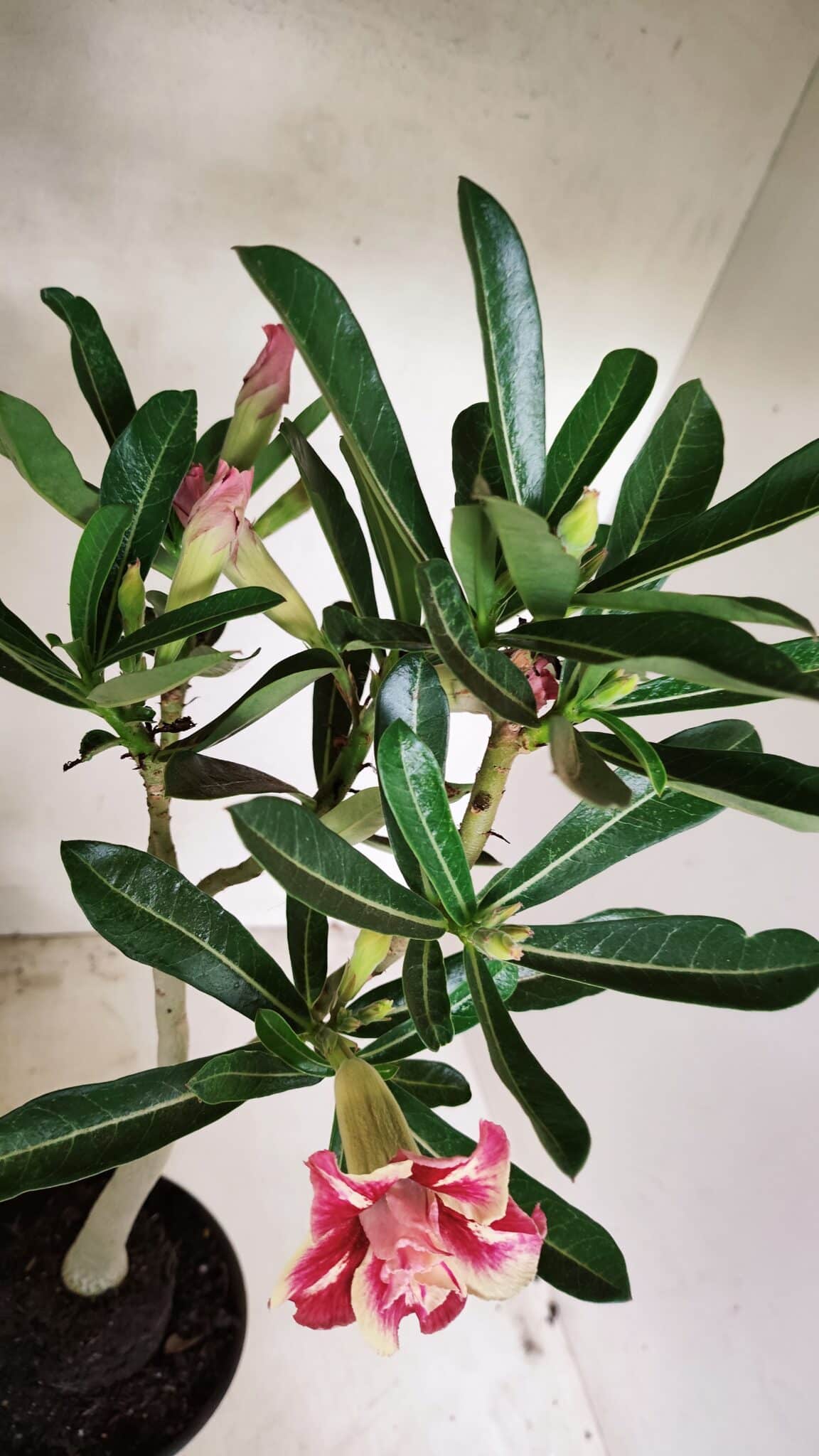 Planta Dobrada 3587 – 35cm – 03 anos - foto 8