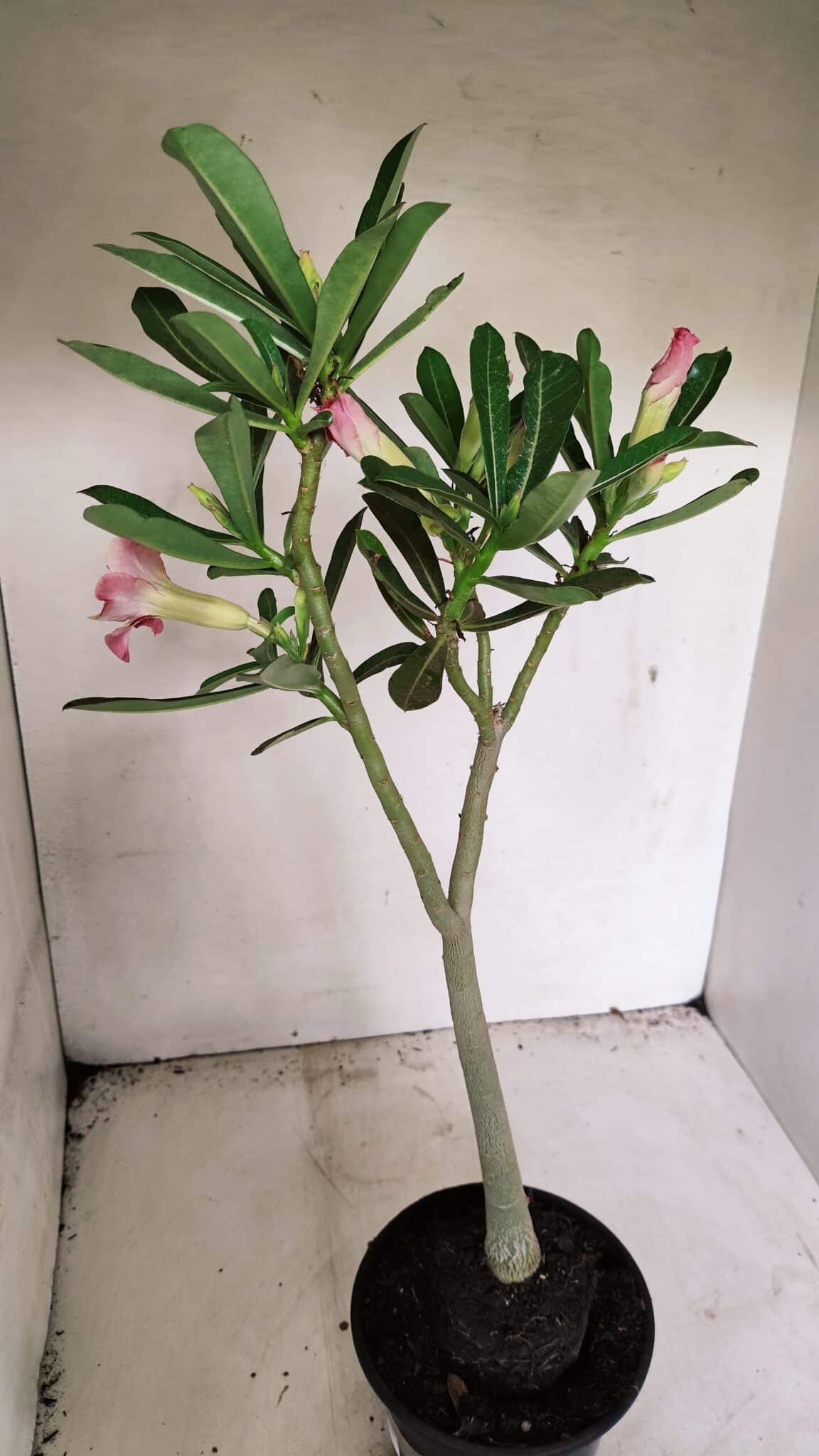 Planta Dobrada 3587 – 35cm – 03 anos - foto 7