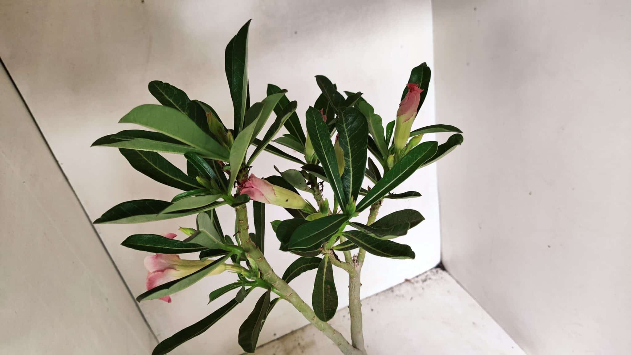 Planta Dobrada 3587 – 35cm – 03 anos - foto 5