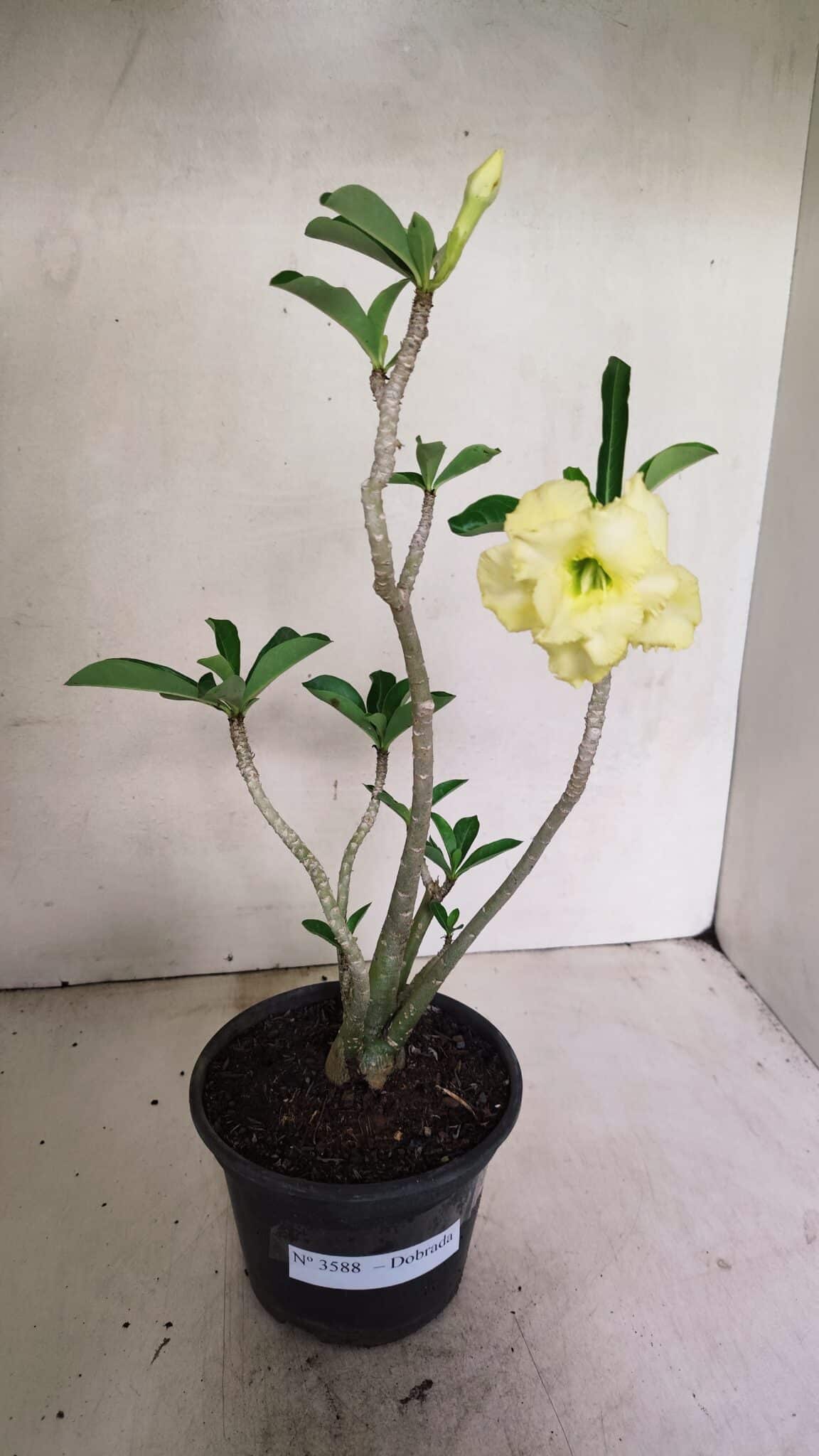 Planta Dobrada 3588 – 30cm – 03 anos - foto 2