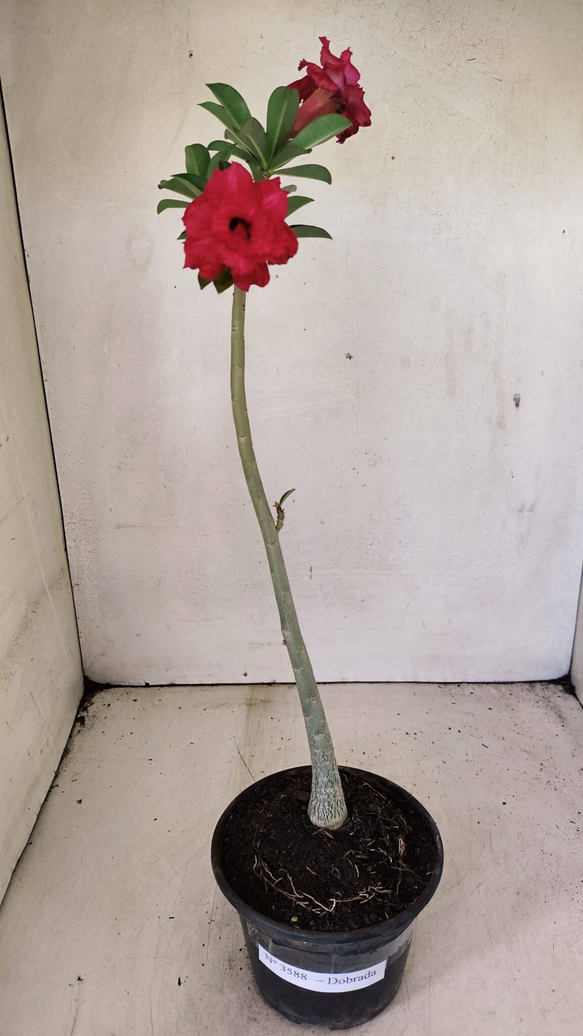 Planta Dobrada 3588 – 30cm – 02 anos - foto 2