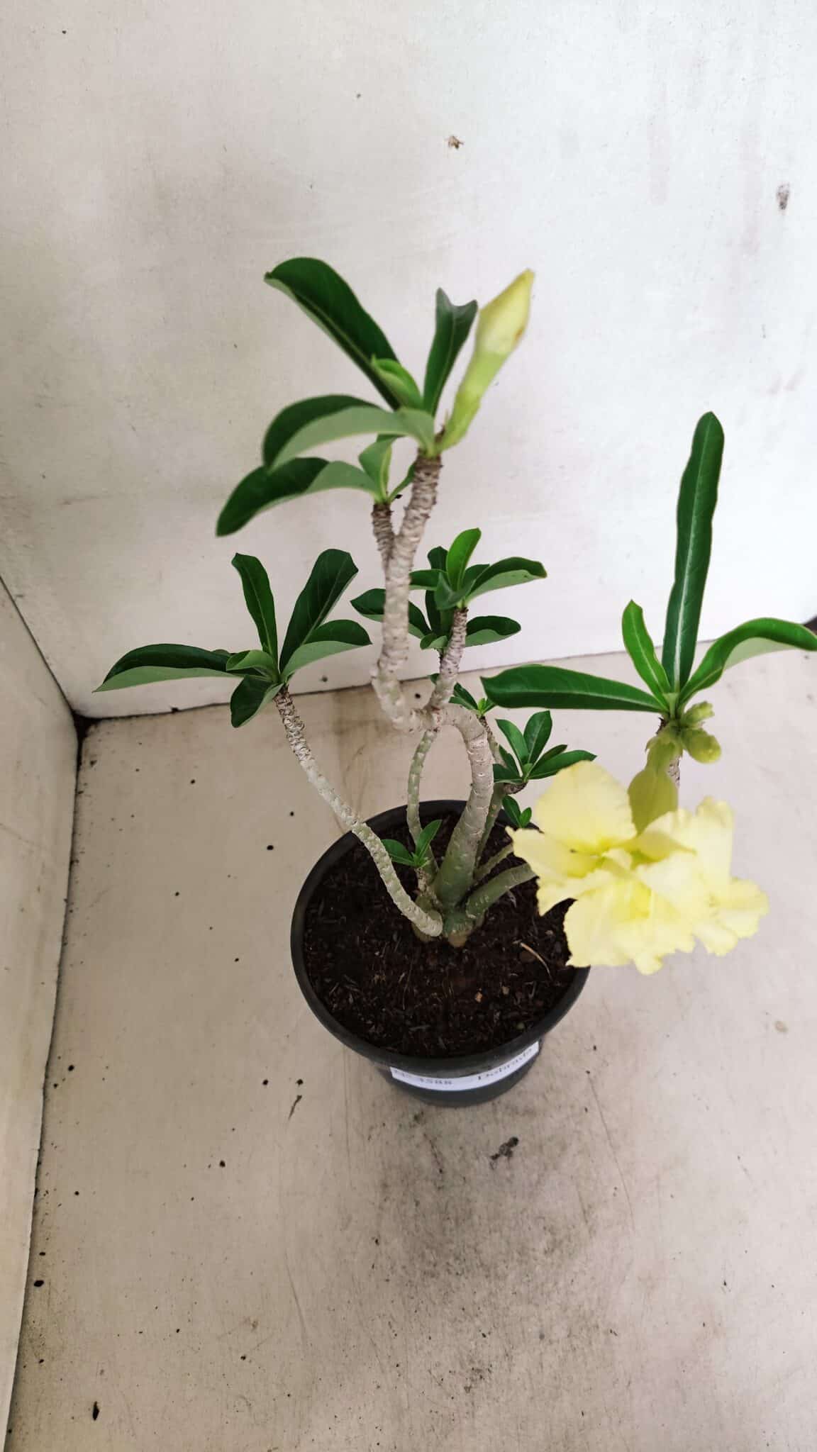 Planta Dobrada 3588 – 30cm – 03 anos - foto 4