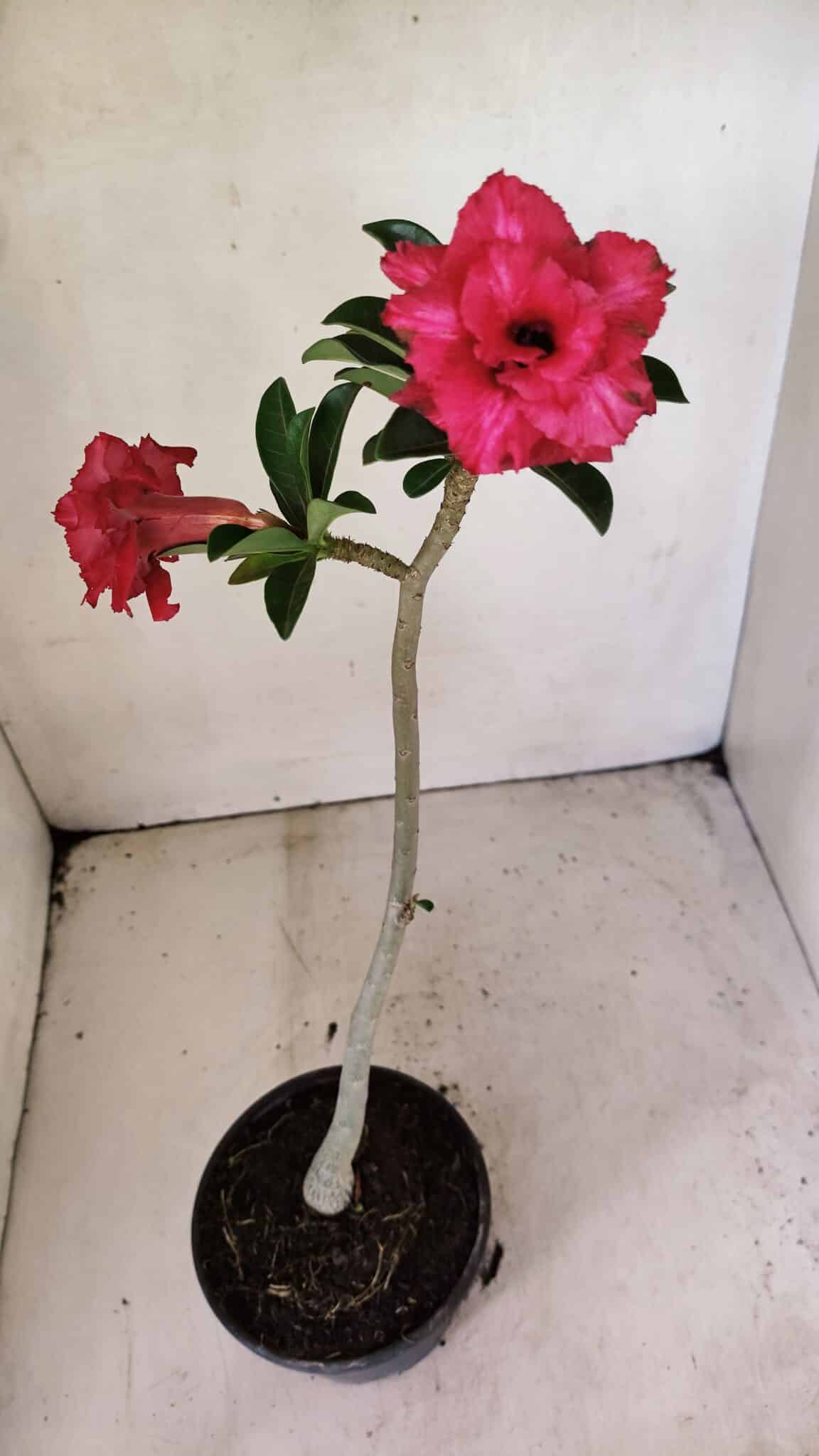 Planta Dobrada 3588 – 30cm – 02 anos - foto 4