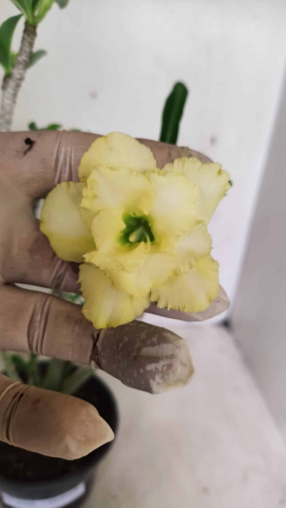 Planta Dobrada 3588 – 30cm – 03 anos - foto 3