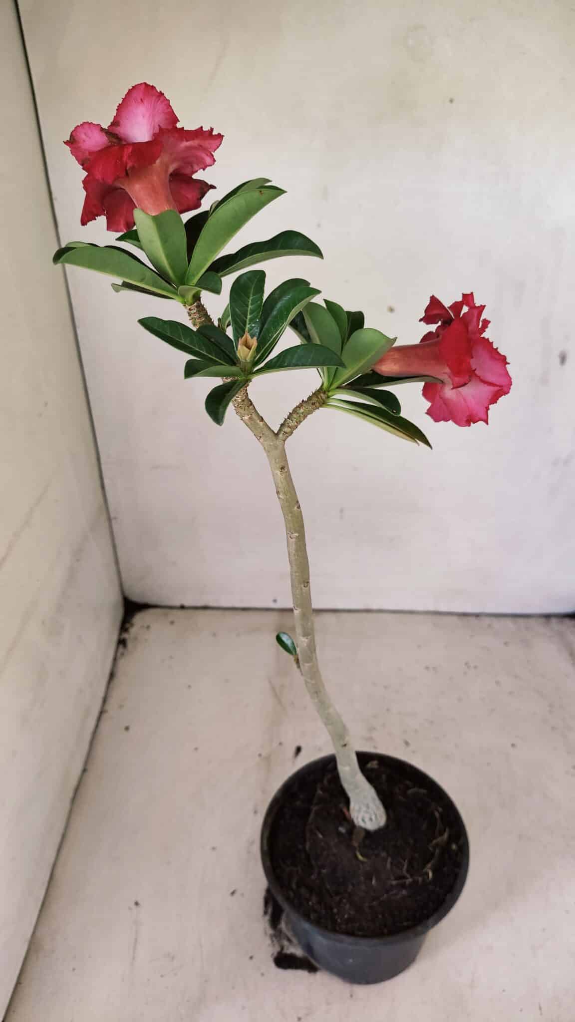 Planta Dobrada 3588 – 30cm – 02 anos - foto 6