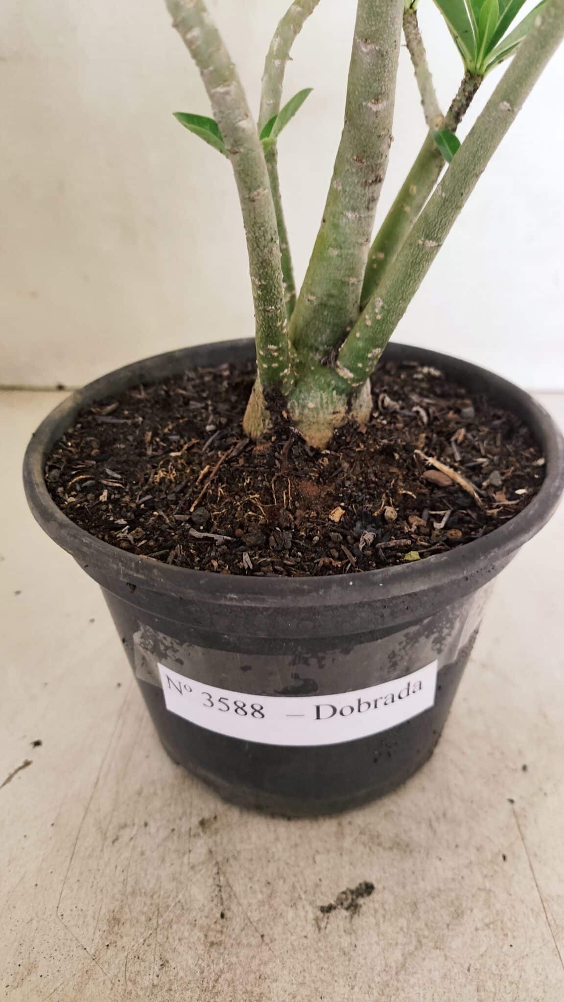 Planta Dobrada 3588 – 30cm – 03 anos - foto 7