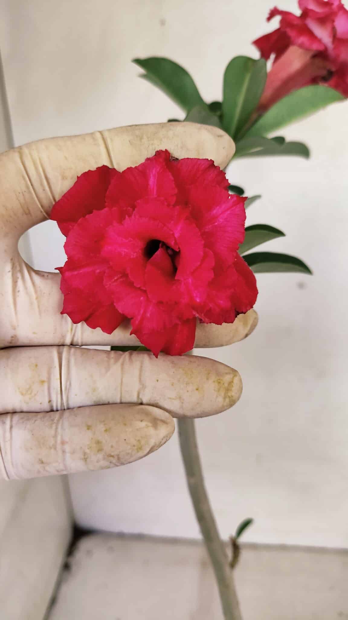 Planta Dobrada 3588 – 30cm – 02 anos - foto 3