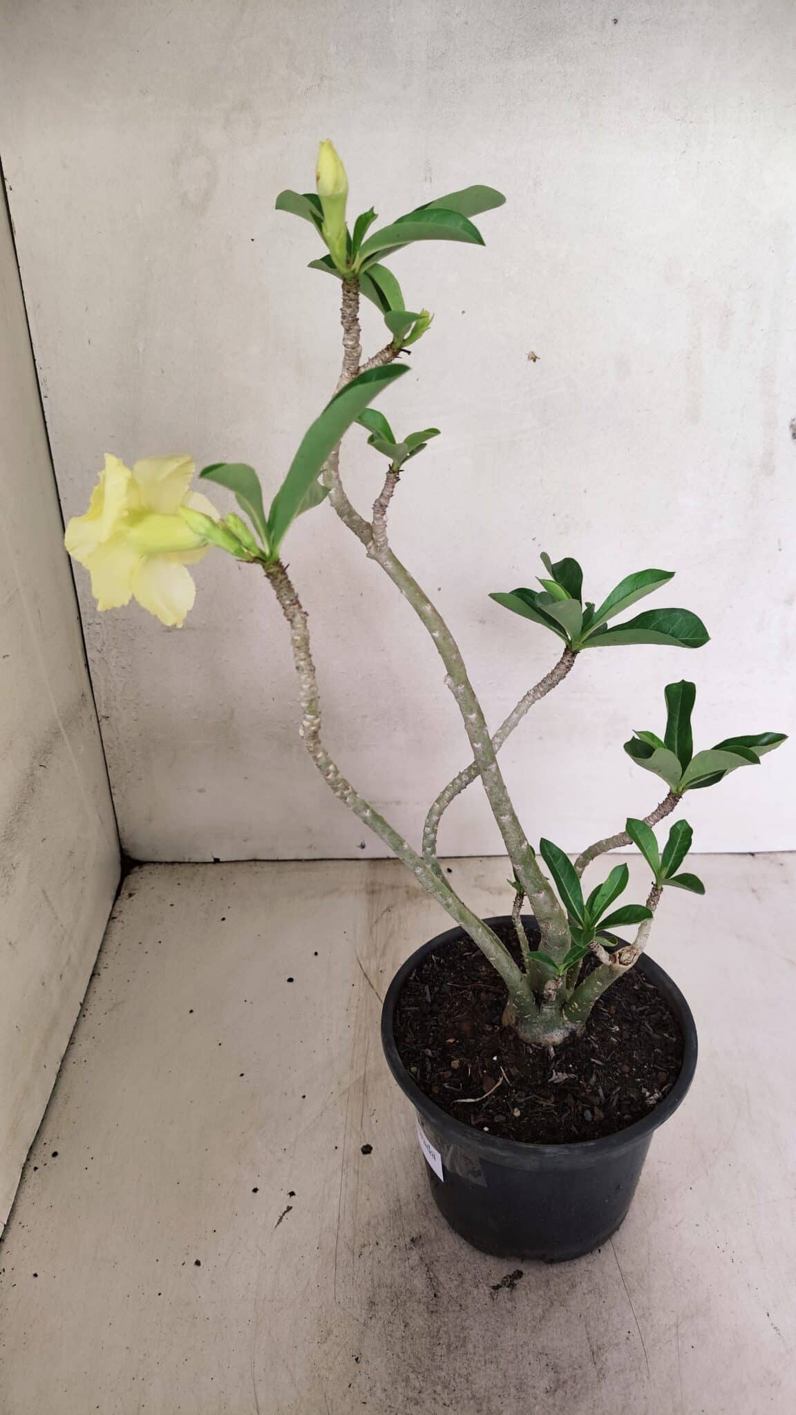 Planta Dobrada 3588 – 30cm – 03 anos - foto 6