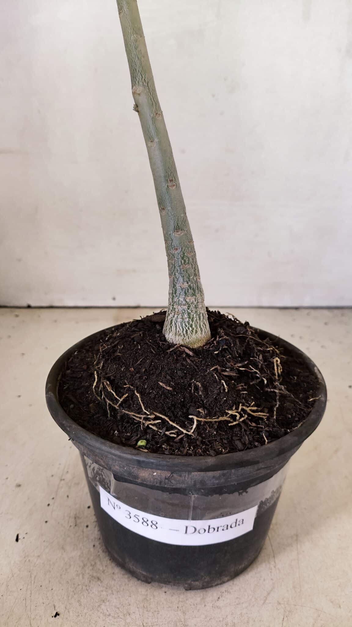 Planta Dobrada 3588 – 30cm – 02 anos - foto 5