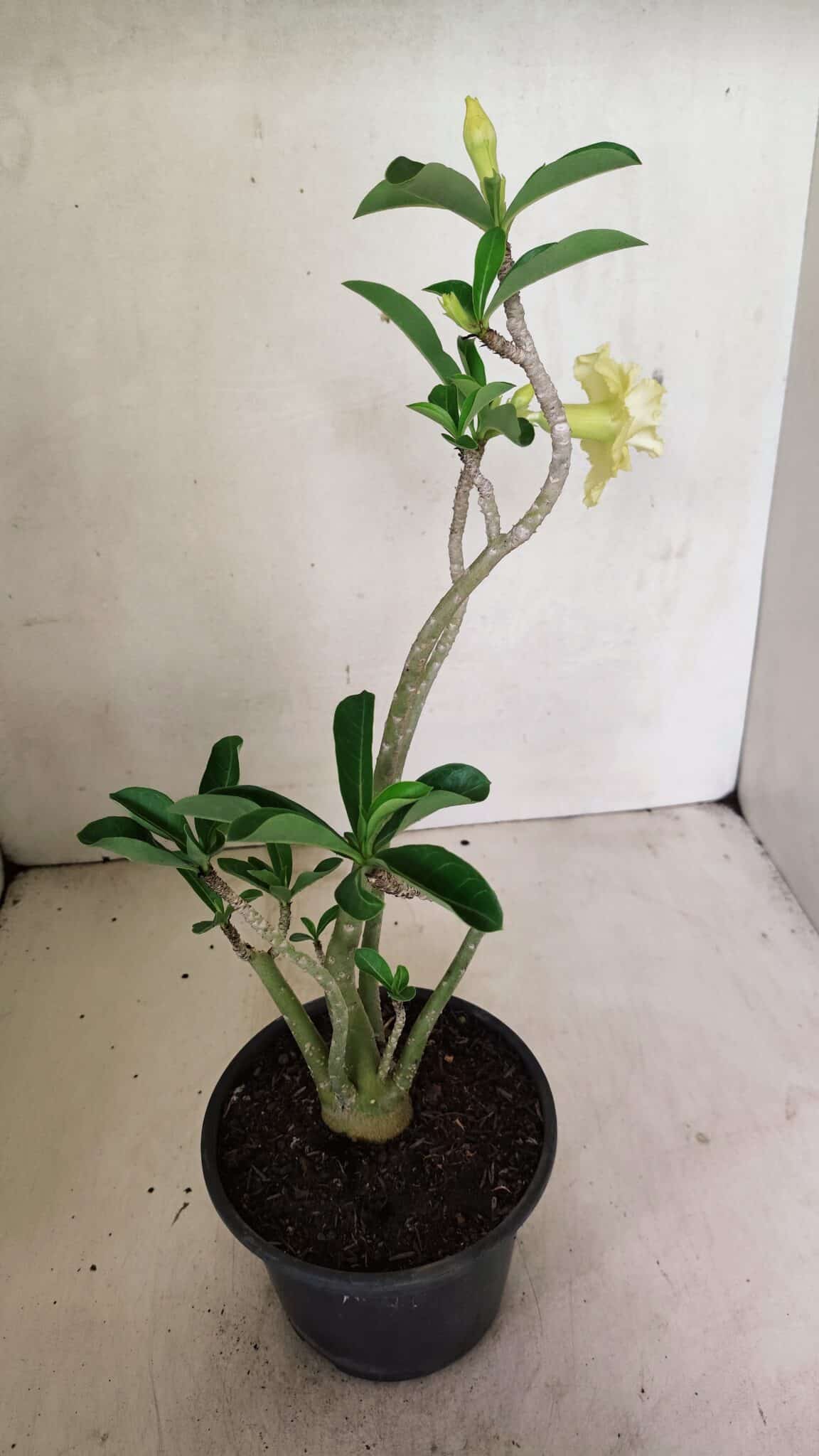 Planta Dobrada 3588 – 30cm – 03 anos - foto 5