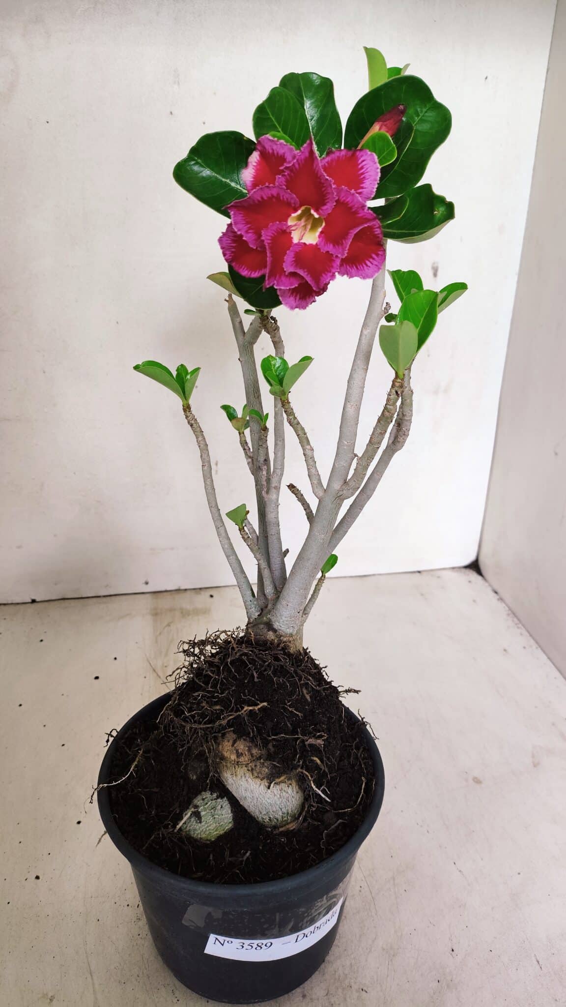 Planta Dobrada 3589 – 30cm – 03 anos - foto 2