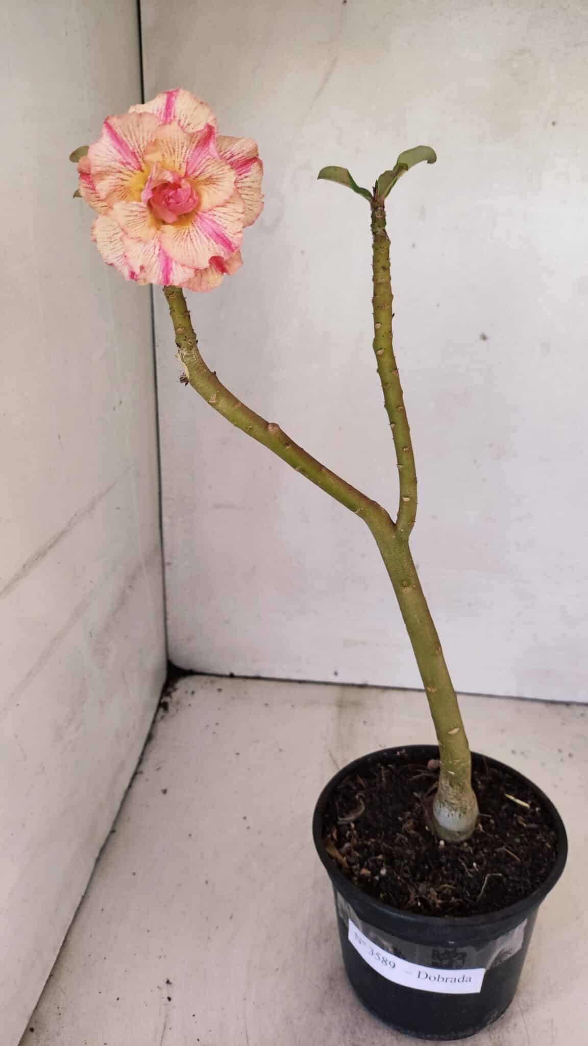Planta Dobrada 3589 – 30cm – 02 anos - foto 2