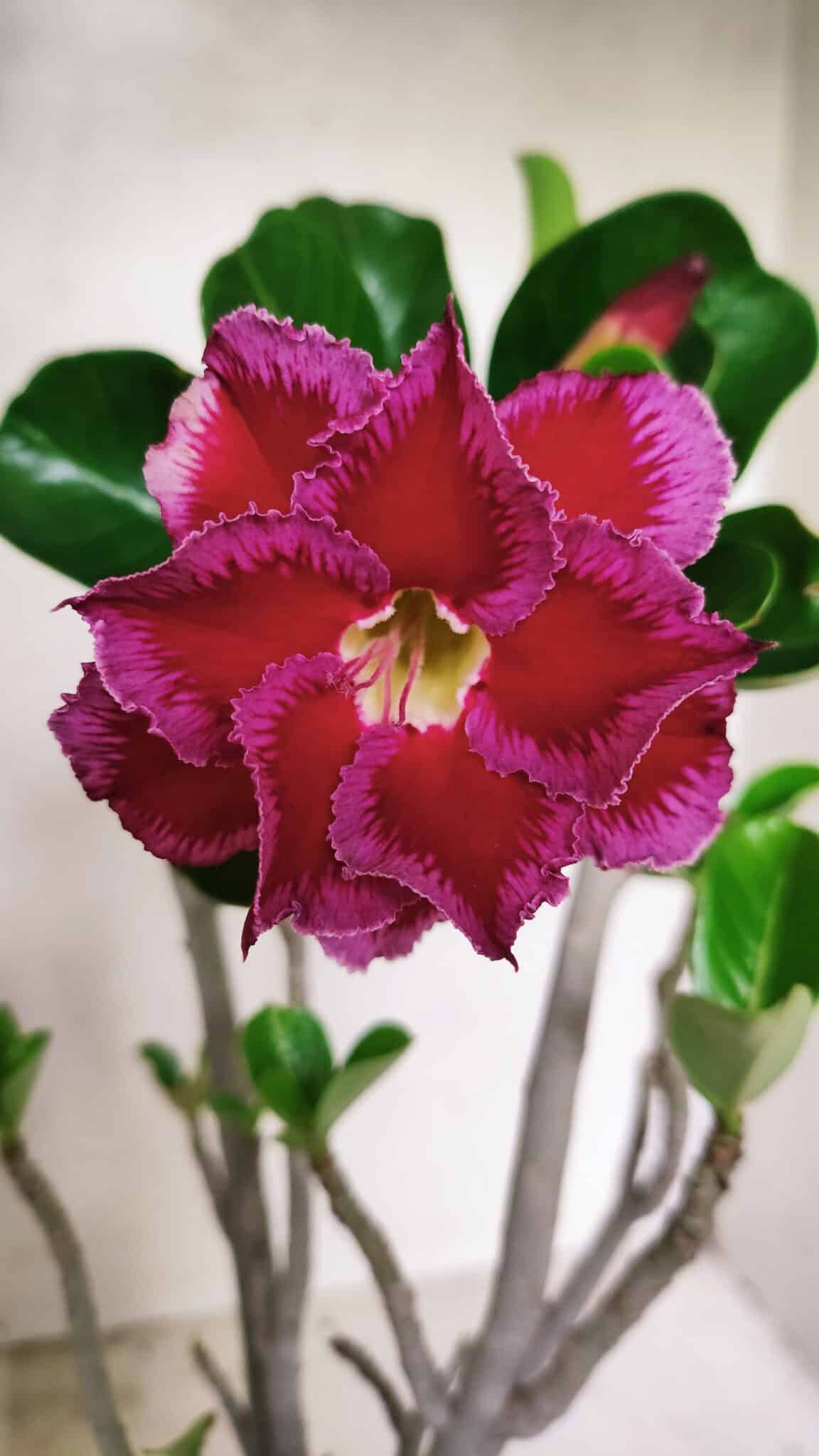 Planta Dobrada 3589 – 30cm – 03 anos - foto 3
