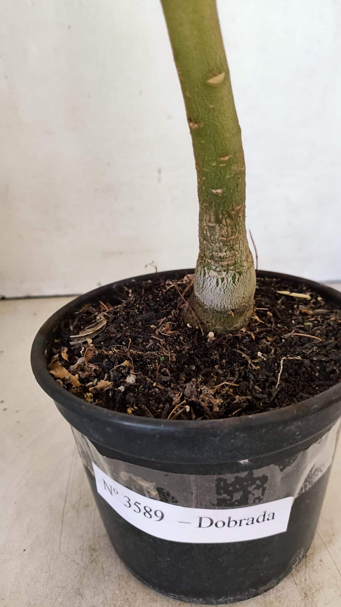 Planta Dobrada 3589 – 30cm – 02 anos - foto 6