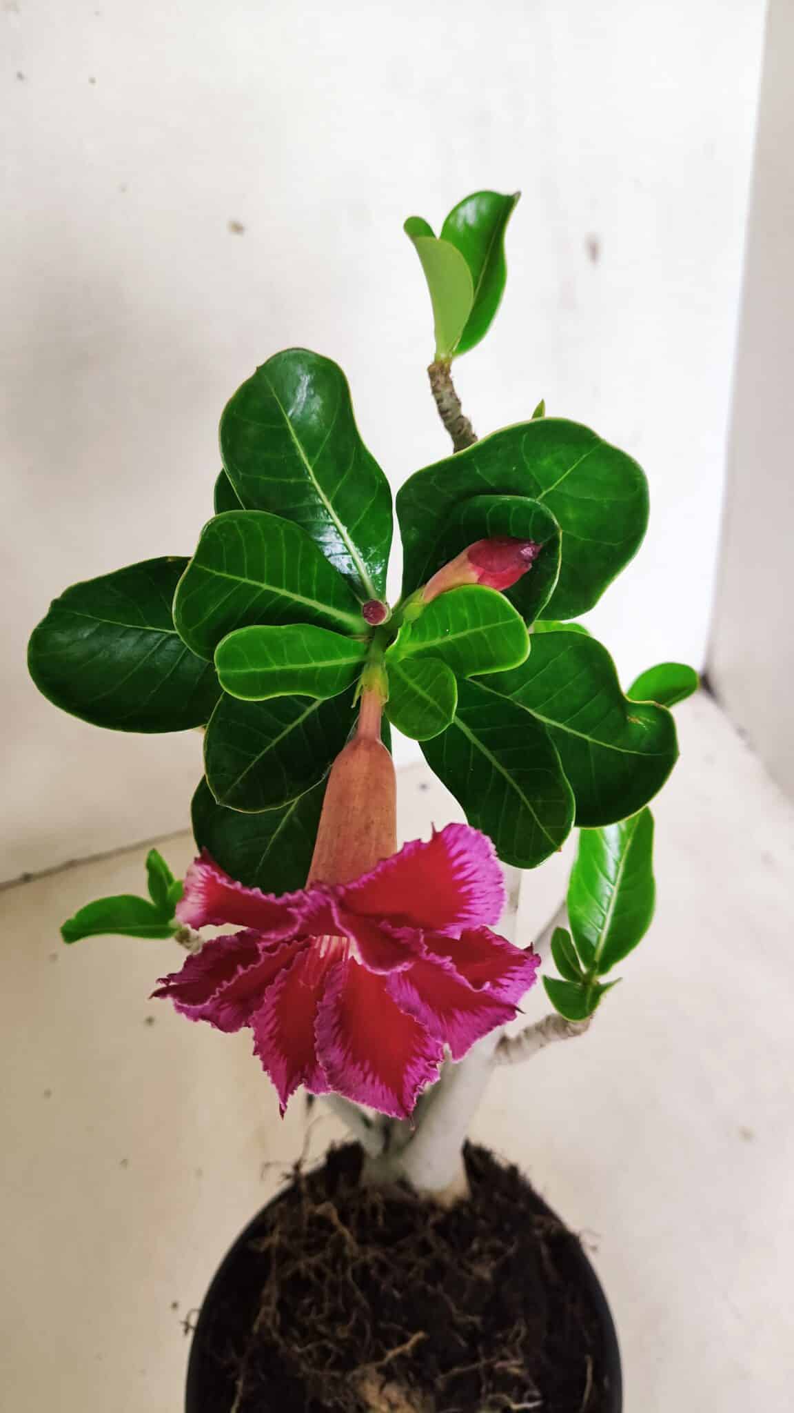 Planta Dobrada 3589 – 30cm – 03 anos - foto 4