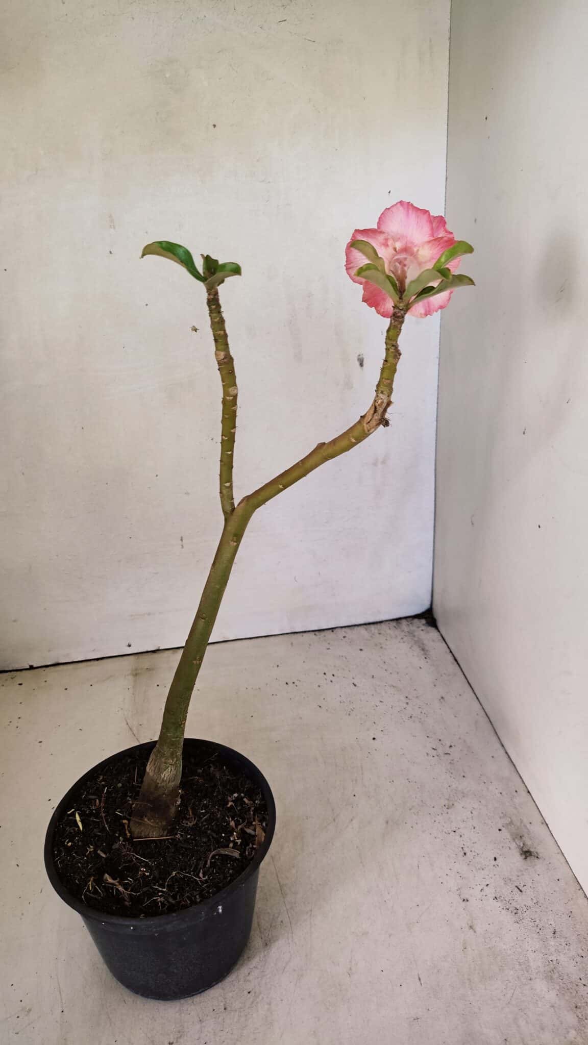 Planta Dobrada 3589 – 30cm – 02 anos - foto 5