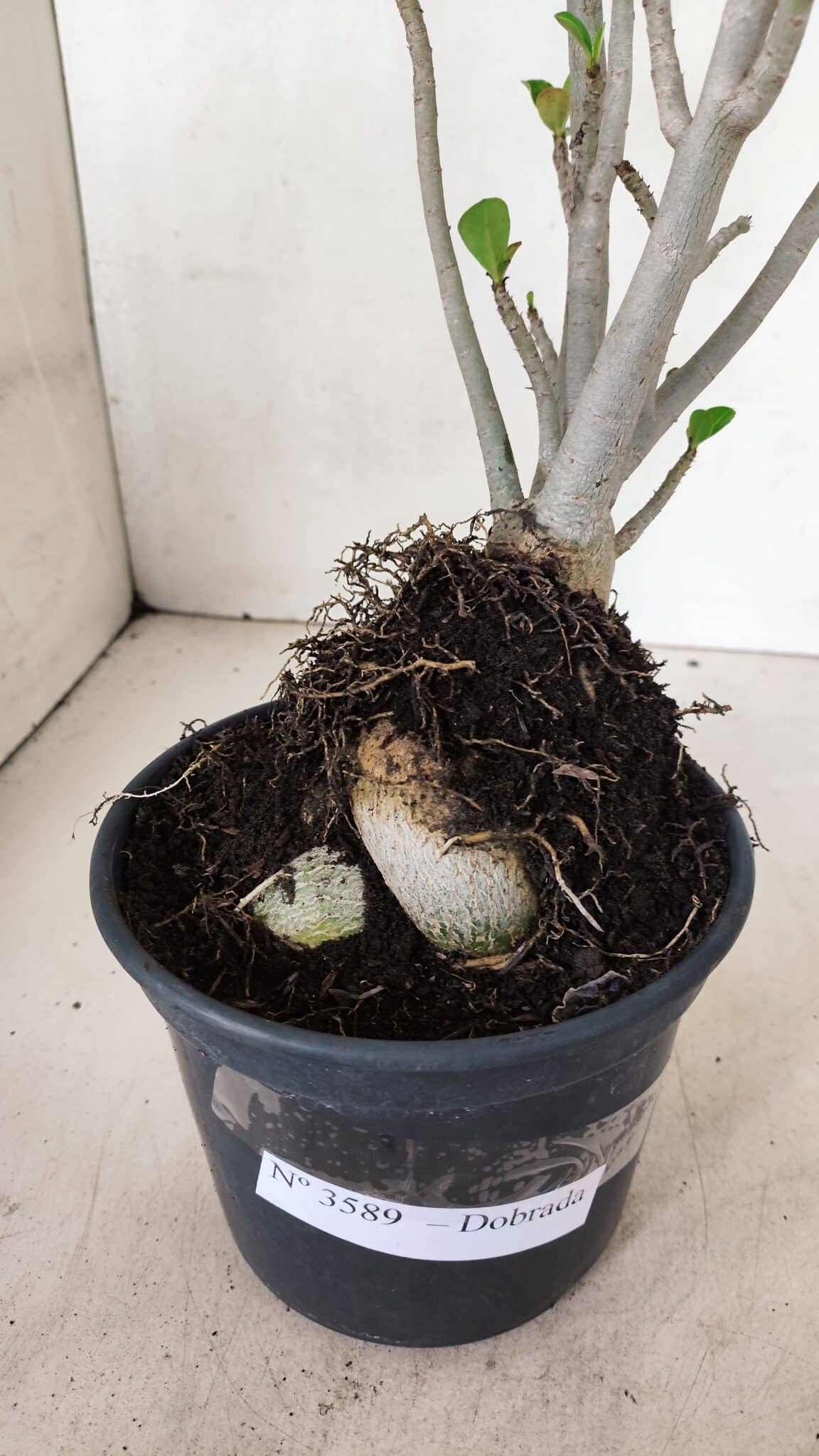 Planta Dobrada 3589 – 30cm – 03 anos - foto 8