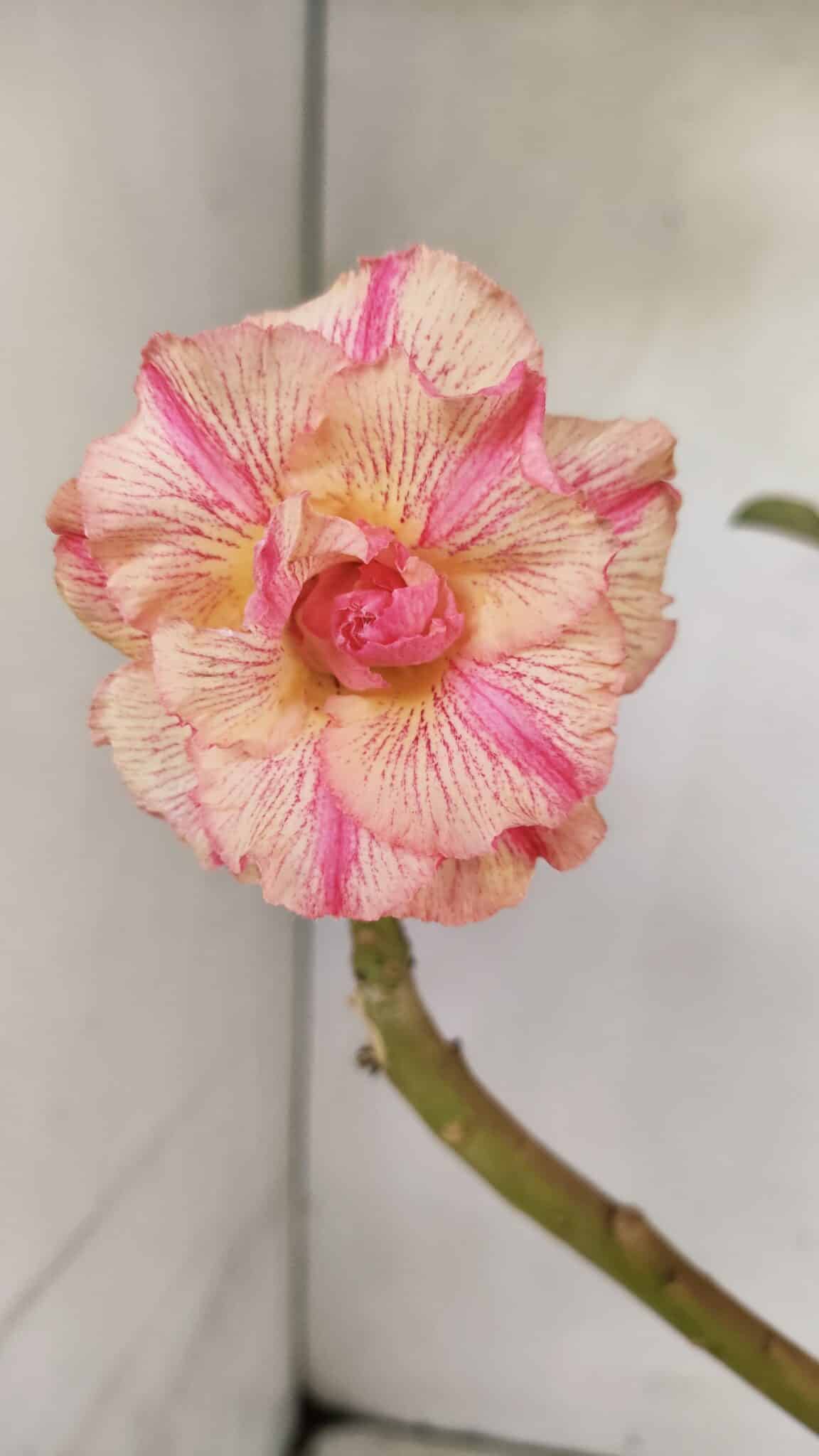 Planta Dobrada 3589 – 30cm – 02 anos - foto 3