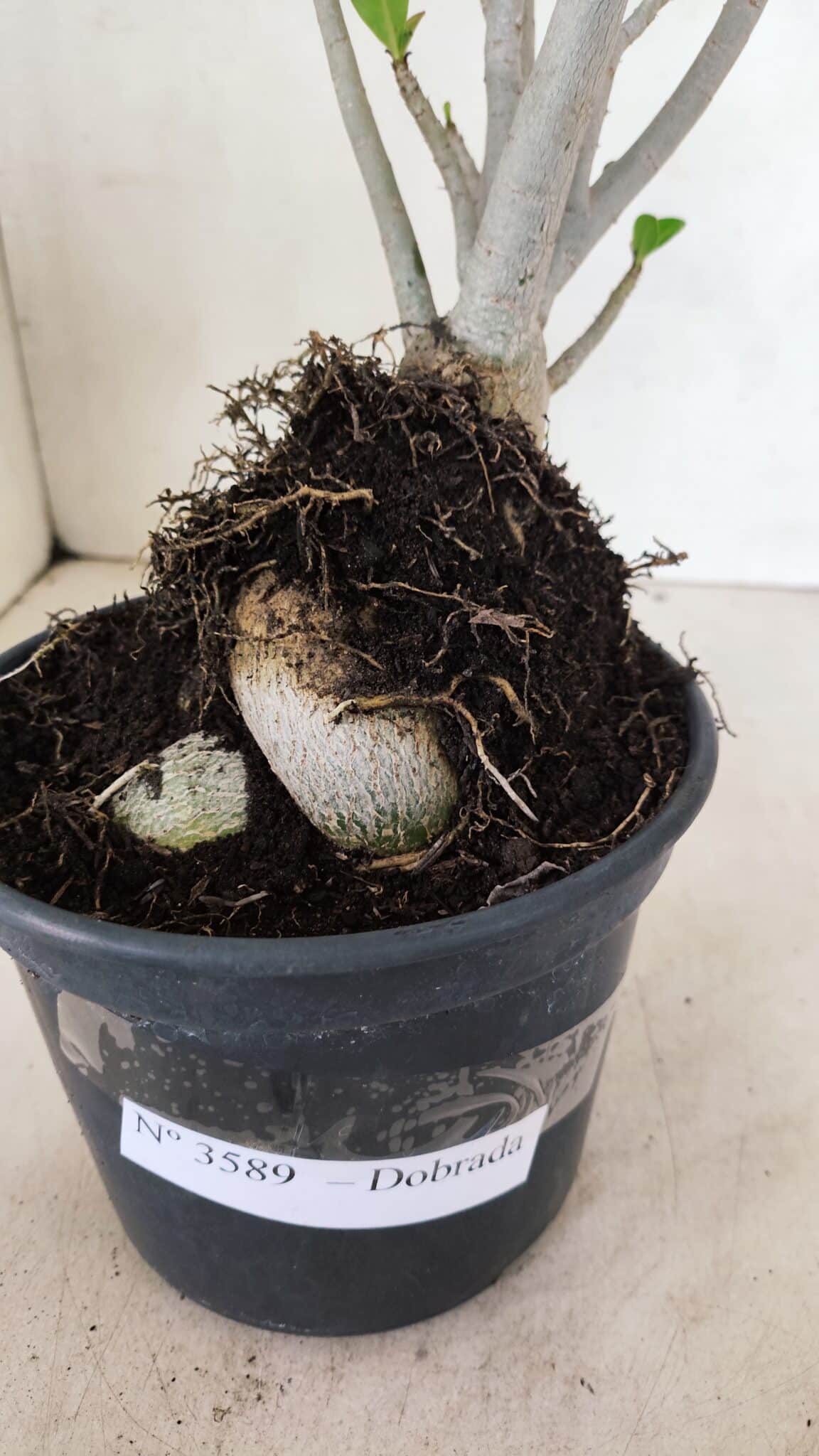 Planta Dobrada 3589 – 30cm – 03 anos - foto 5