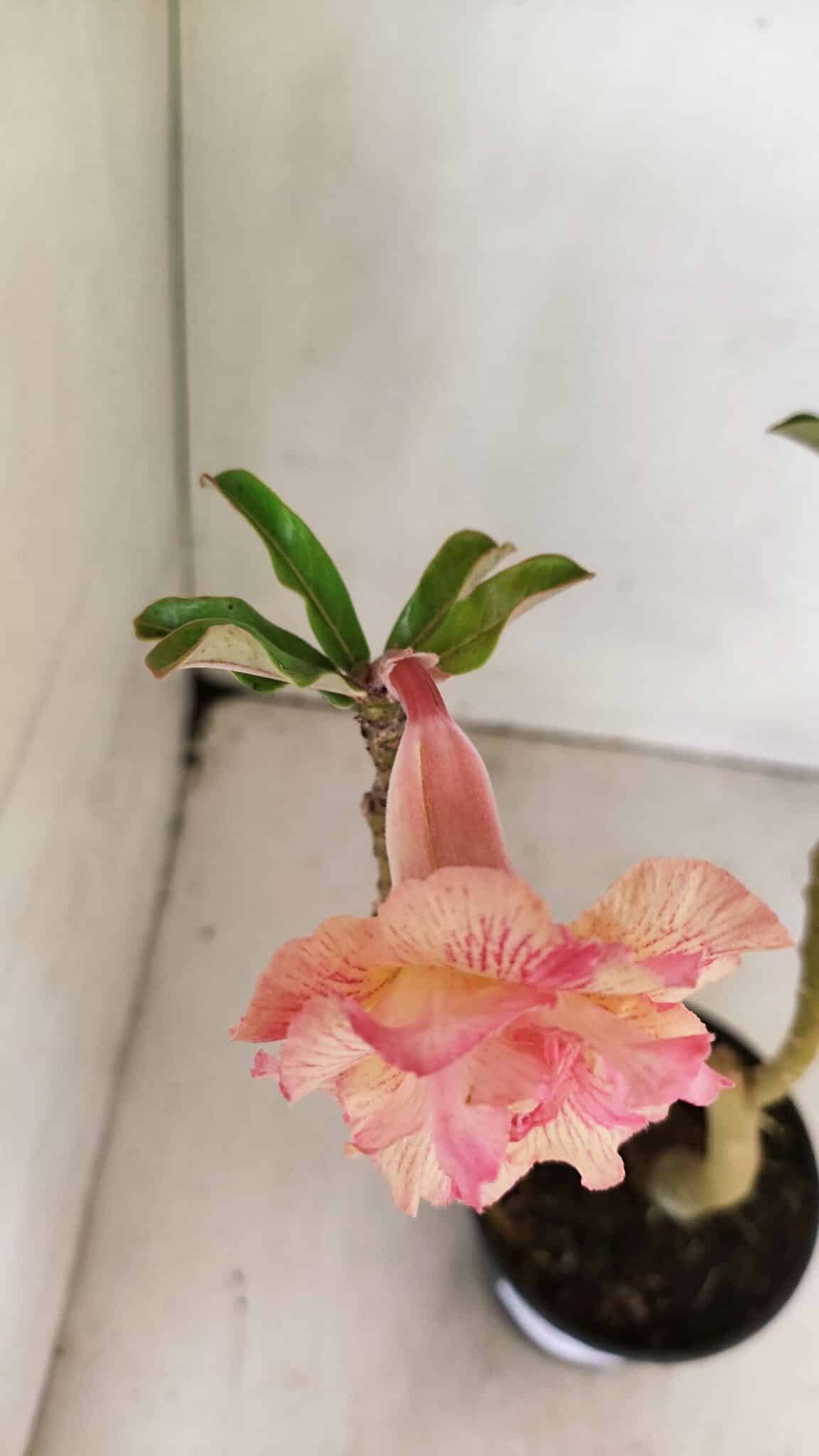 Planta Dobrada 3589 – 30cm – 02 anos - foto 4