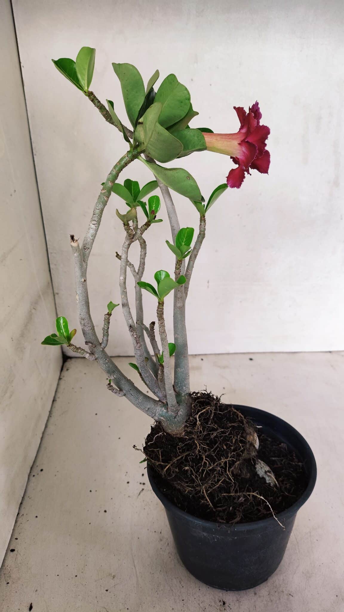 Planta Dobrada 3589 – 30cm – 03 anos - foto 7