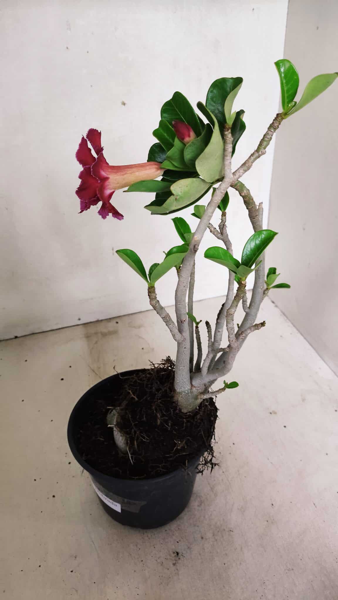 Planta Dobrada 3589 – 30cm – 03 anos - foto 6
