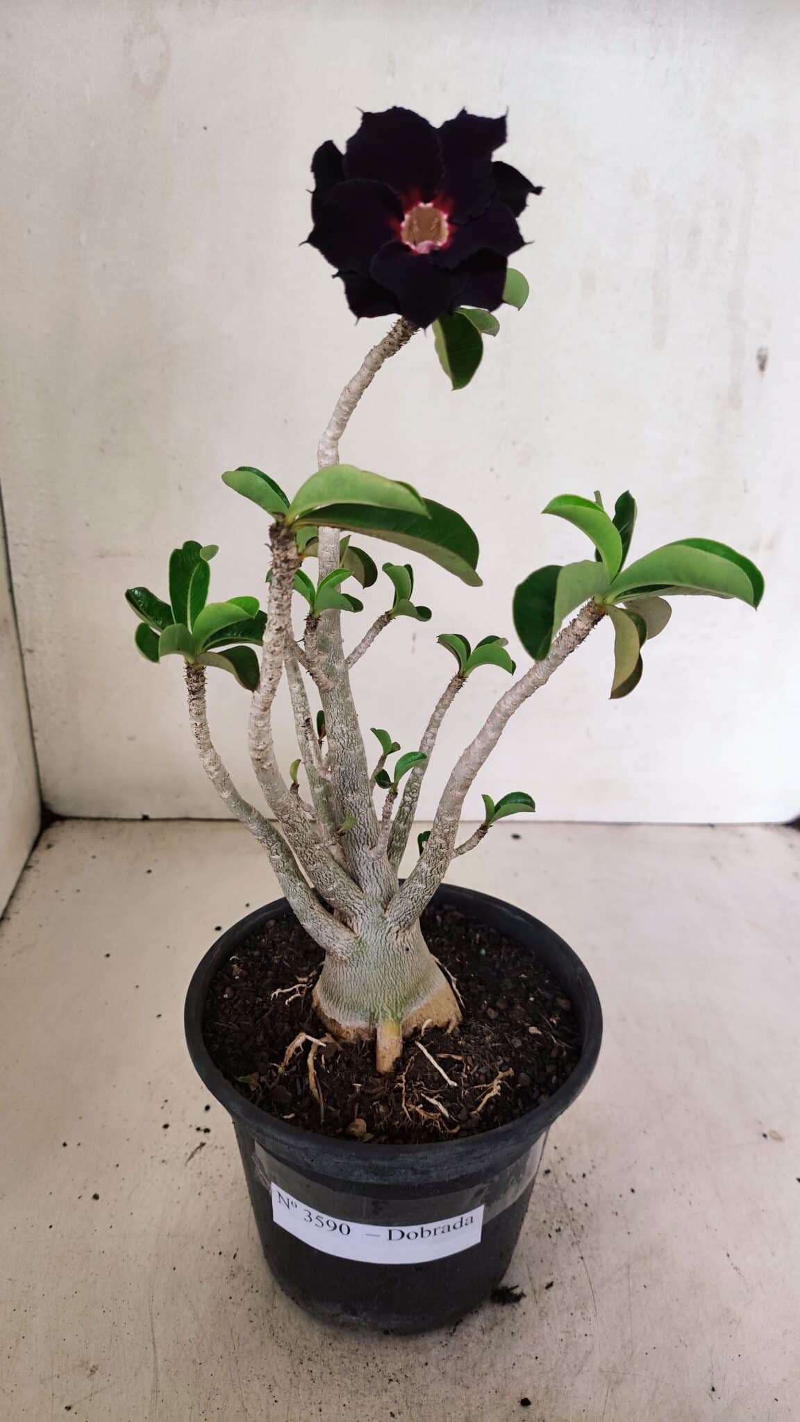 Planta Dobrada 3590 – 30cm – 03 anos - foto 2