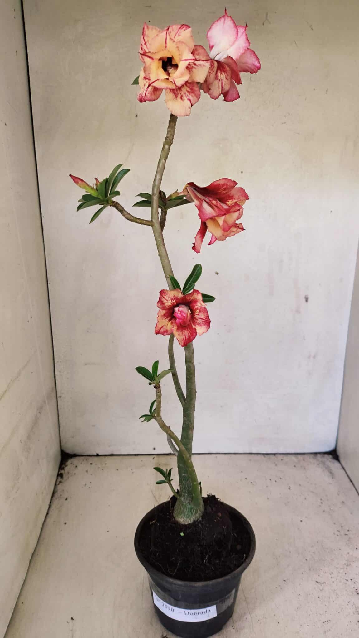 Planta Dobrada 3590 – 35cm – 03 anos - foto 2