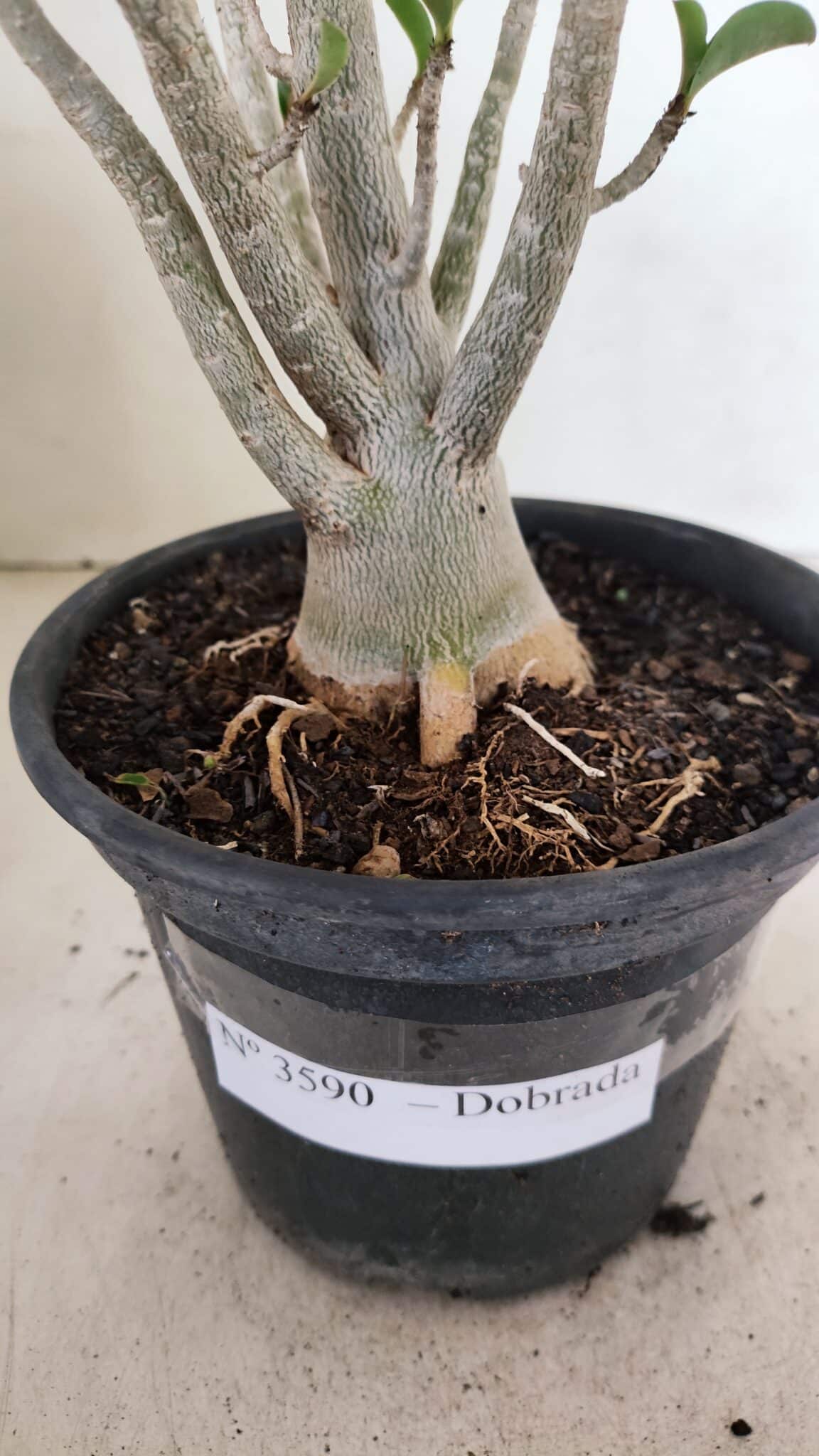 Planta Dobrada 3590 – 30cm – 03 anos - foto 8