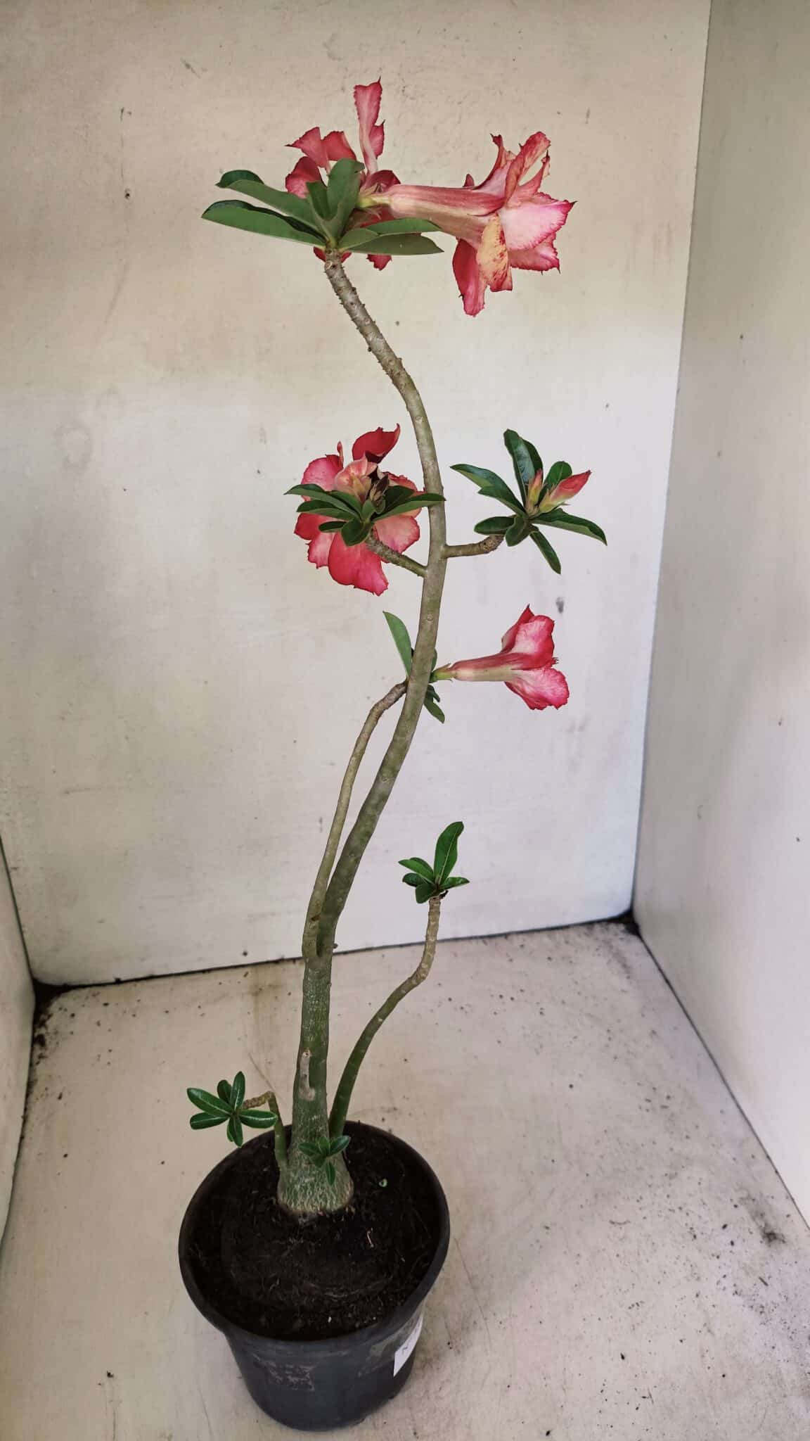 Planta Dobrada 3590 – 35cm – 03 anos - foto 6