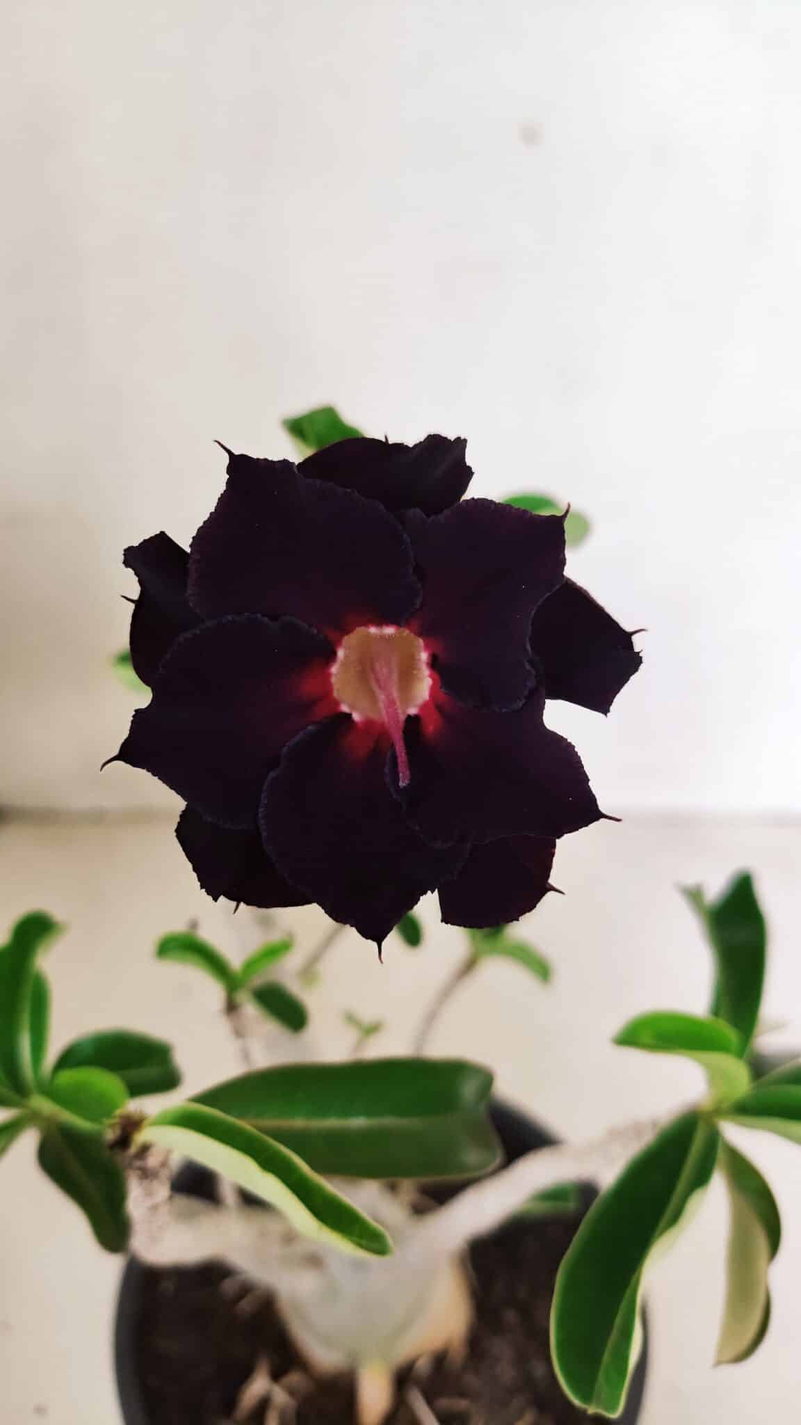 Planta Dobrada 3590 – 30cm – 03 anos - foto 3