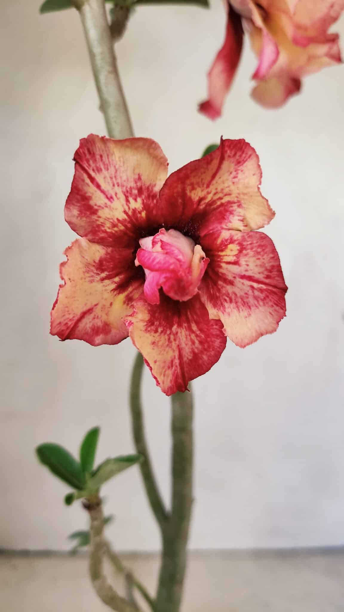 Planta Dobrada 3590 – 35cm – 03 anos - foto 3